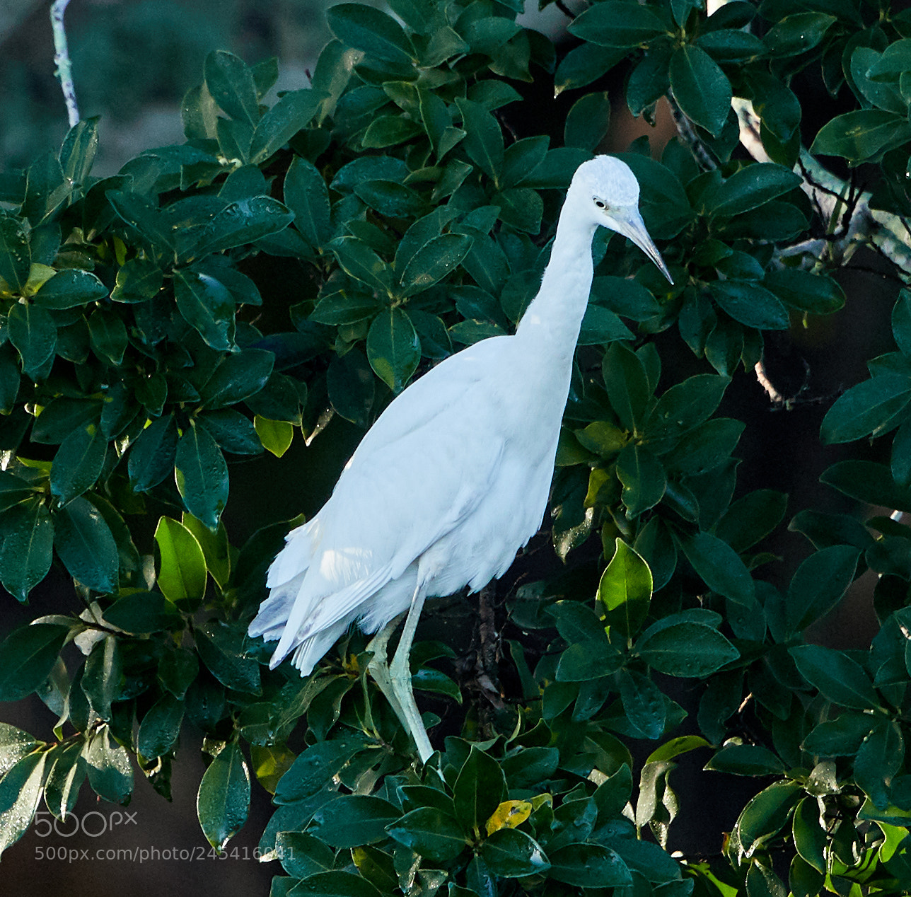 Canon EOS-1D X Mark II sample photo. 02-08-18-0002756.jpg photography