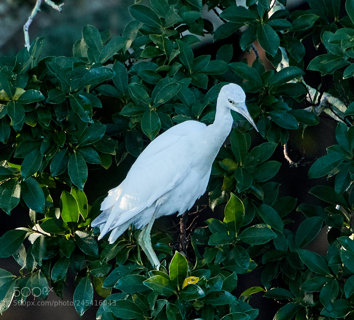 Canon EOS-1D X Mark II sample photo. 02-08-18-0002757.jpg photography