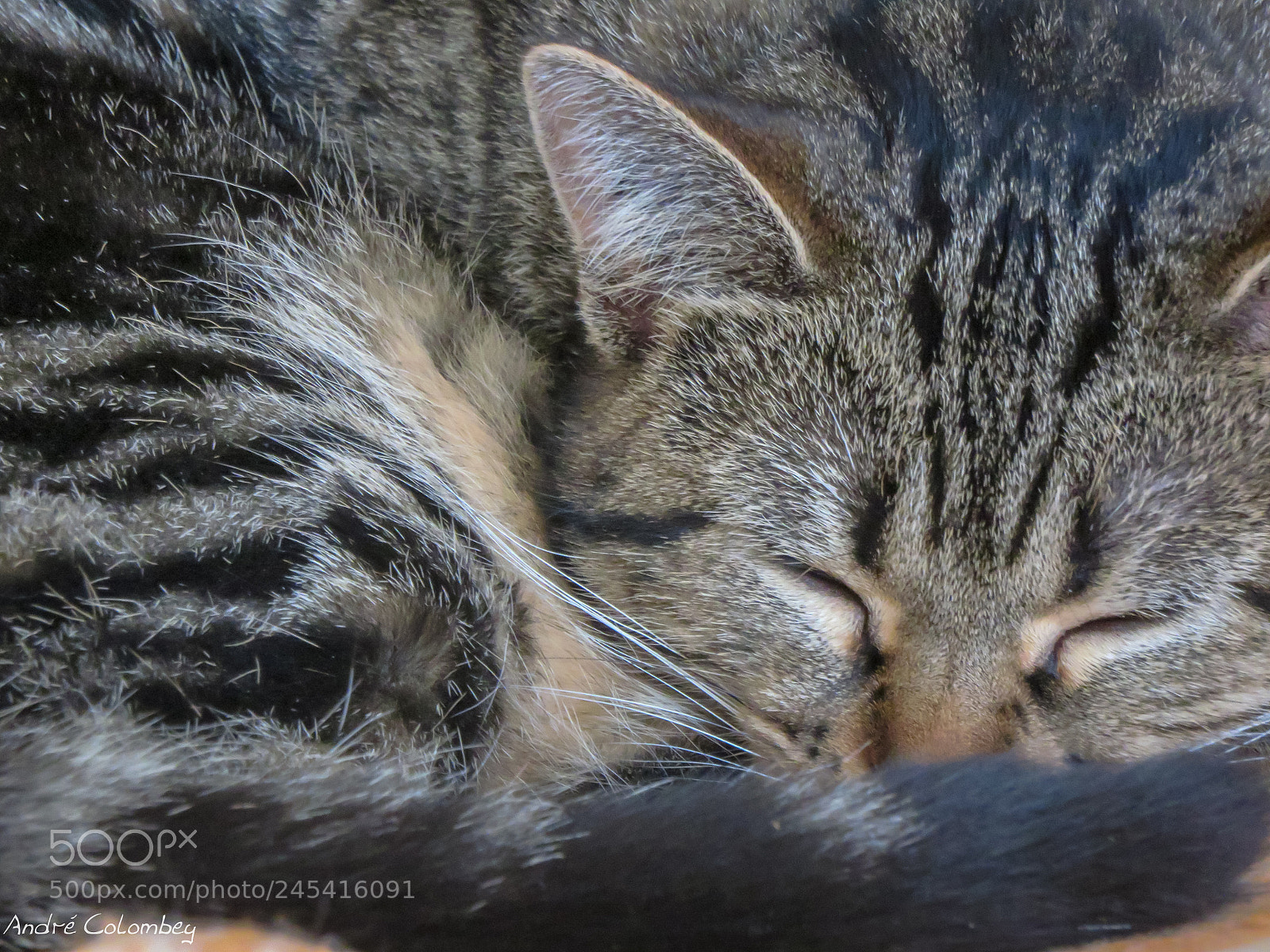 Canon PowerShot SX700 HS sample photo. Sleep photography
