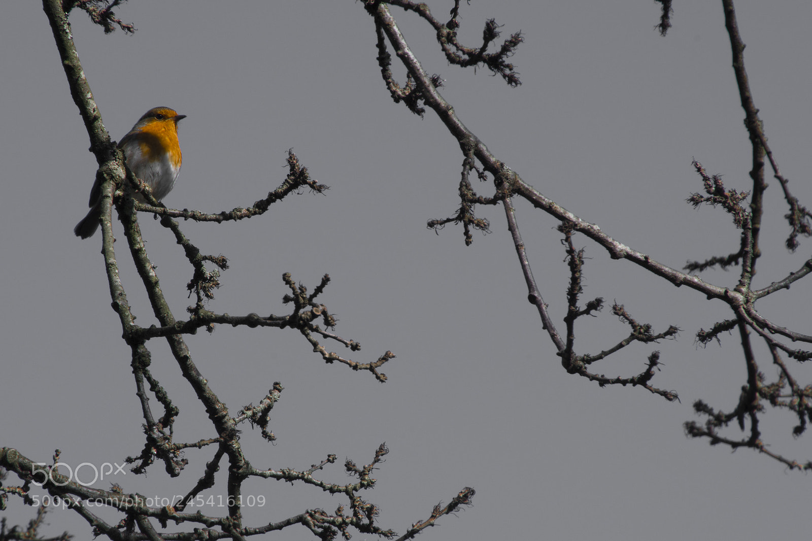 Nikon D500 sample photo. Robin photography