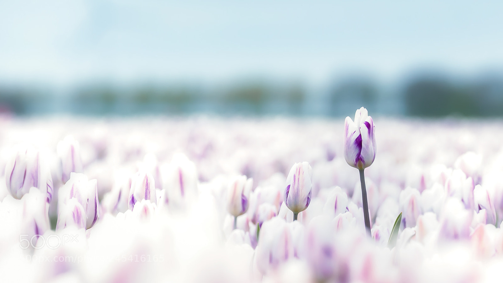 Sony Alpha DSLR-A900 sample photo. Deviant tulip over other photography