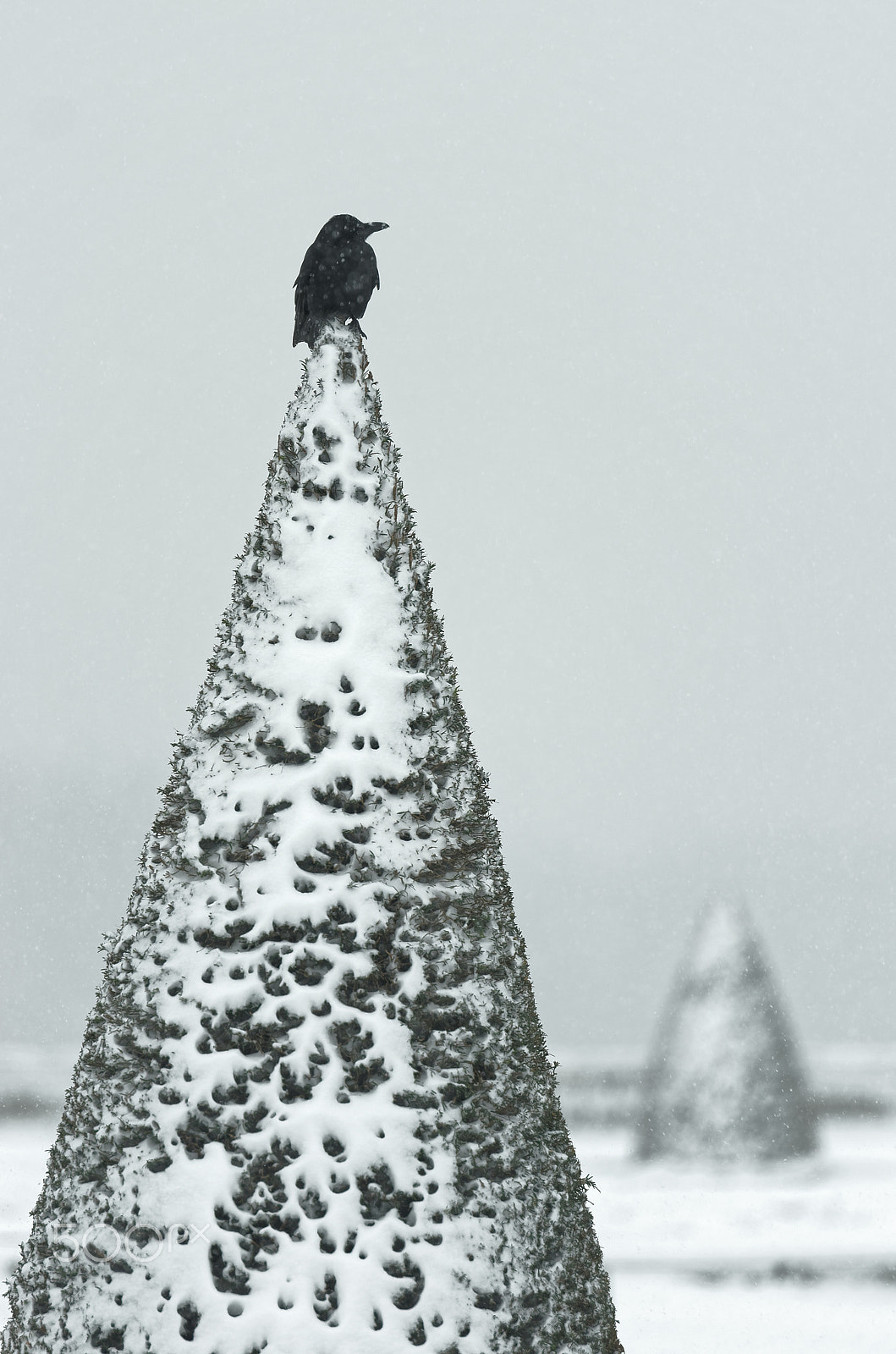 Pentax K-5 II sample photo. The crow and the snow photography