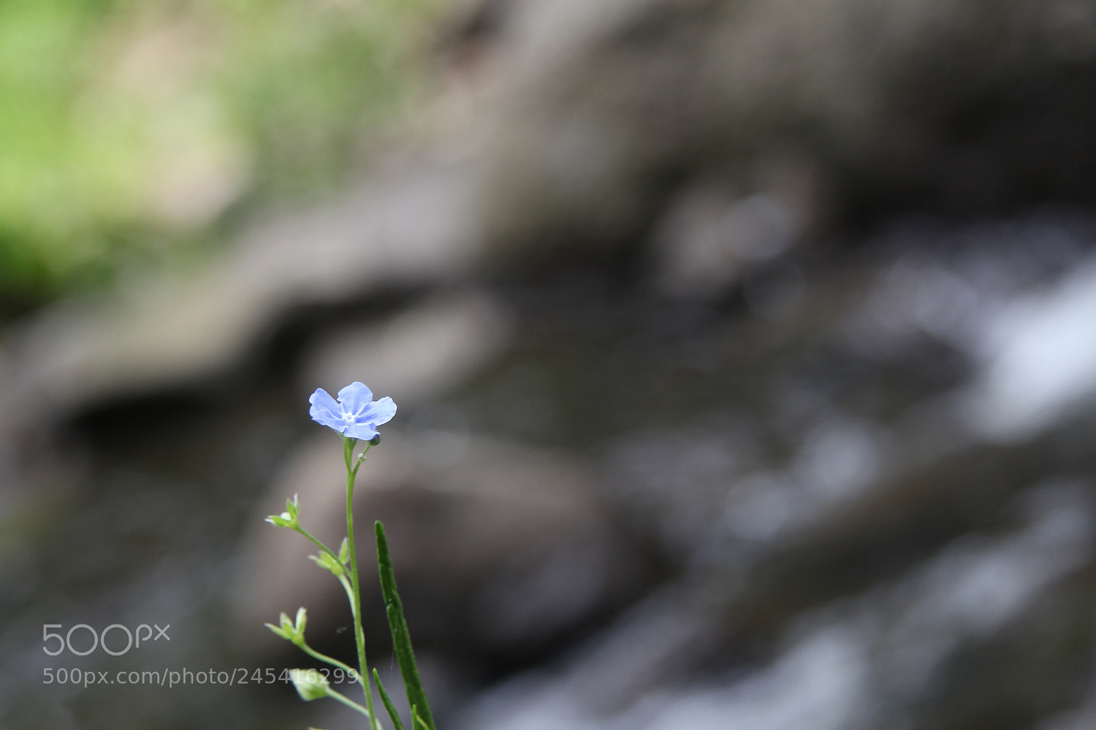 Canon EOS 700D (EOS Rebel T5i / EOS Kiss X7i) sample photo. Flower_violet ? .jpg photography