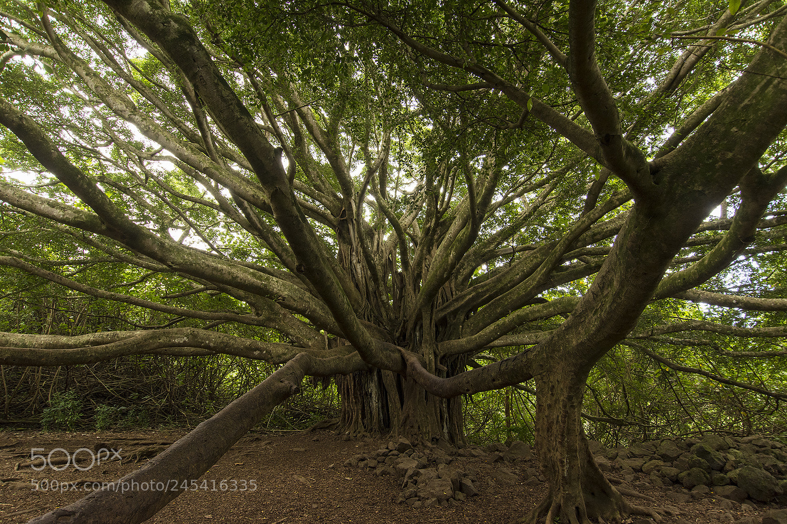 Nikon D7100 sample photo. Haleakala nat park photography