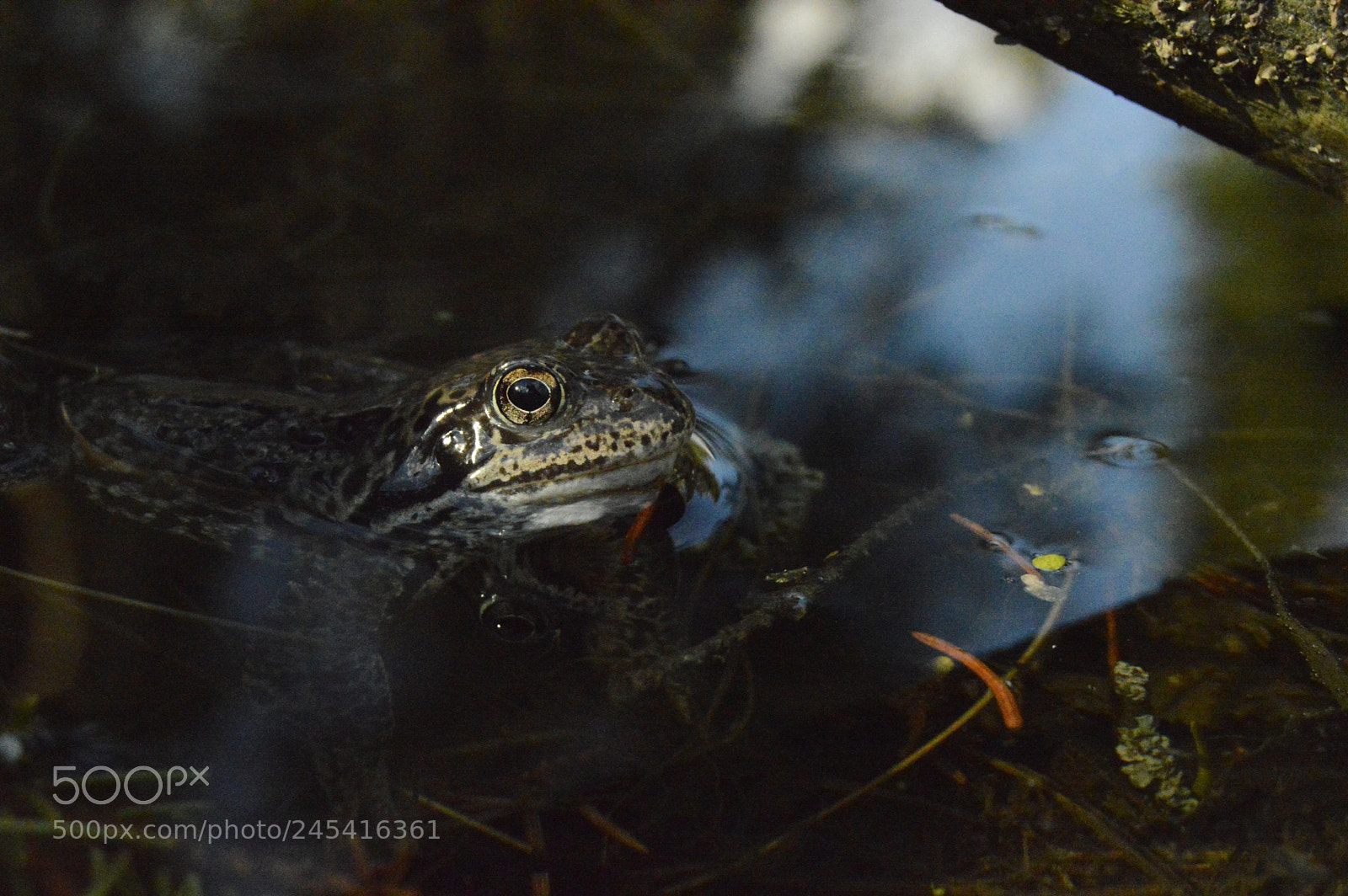 Nikon D3200 sample photo. Untitled photography