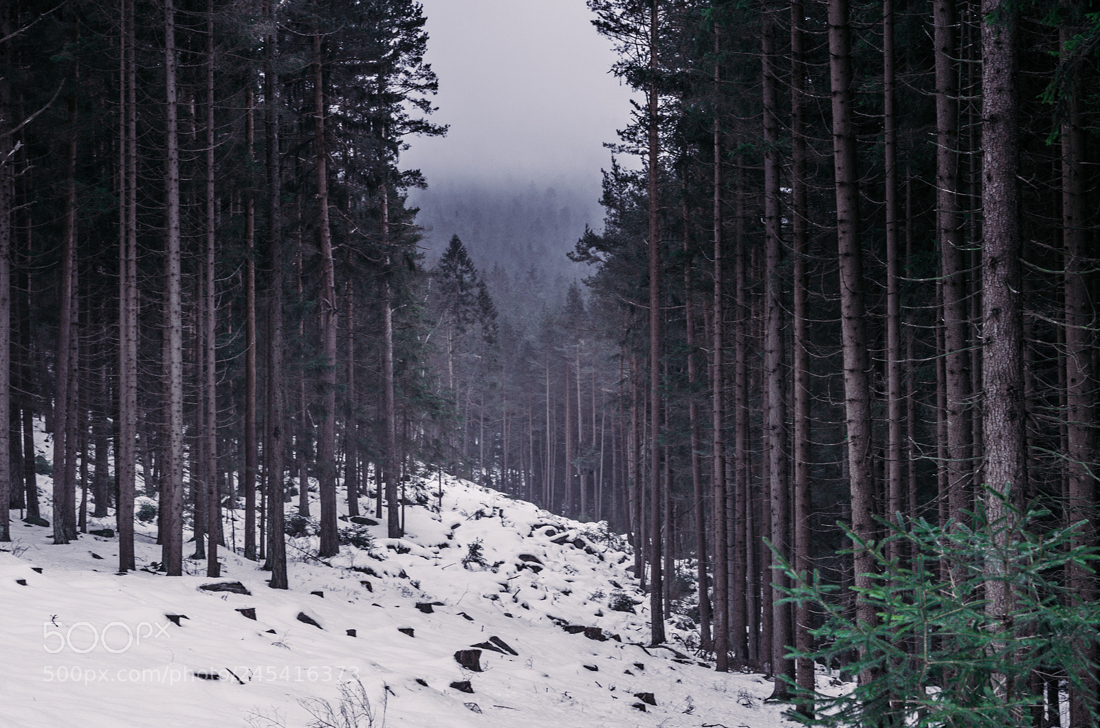 Pentax K-50 sample photo. Moody photography