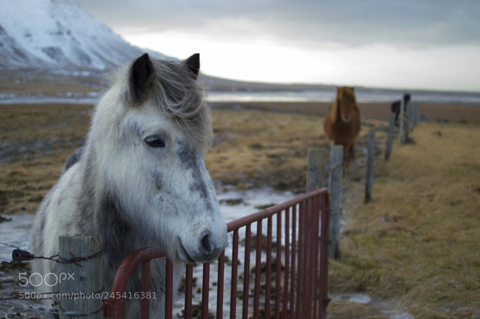 Nikon D3200 sample photo. Iceland horses photography