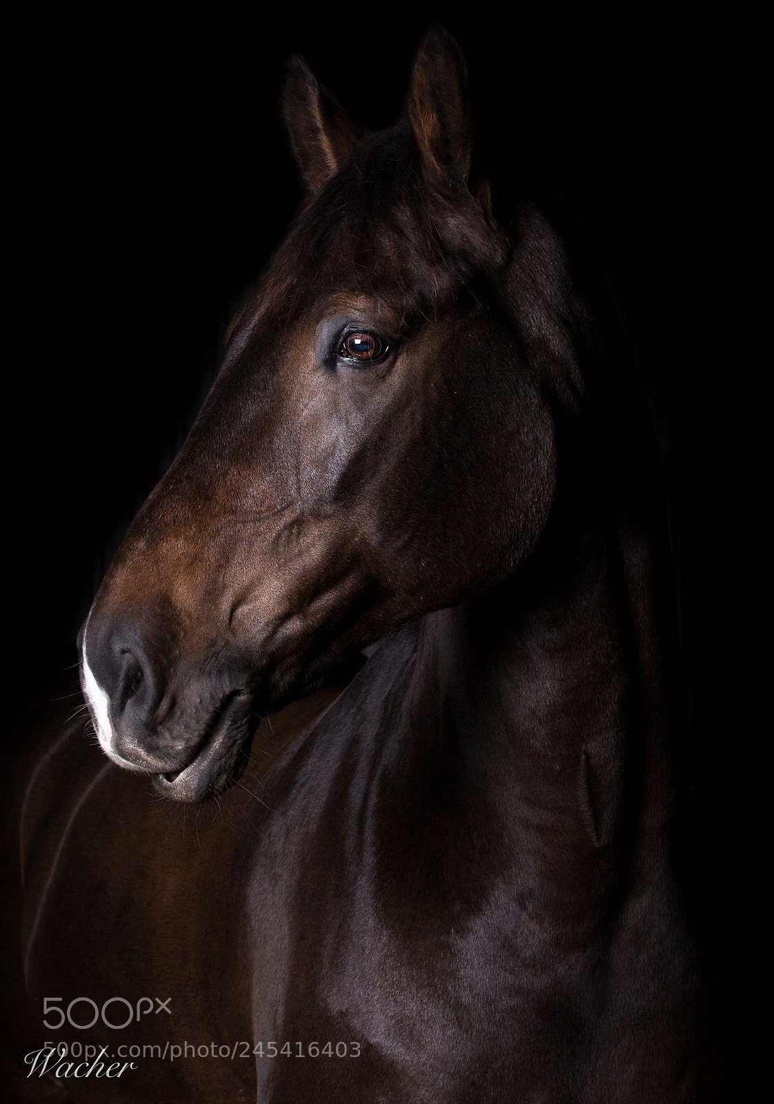 Canon EOS-1D X sample photo. Acassio photography