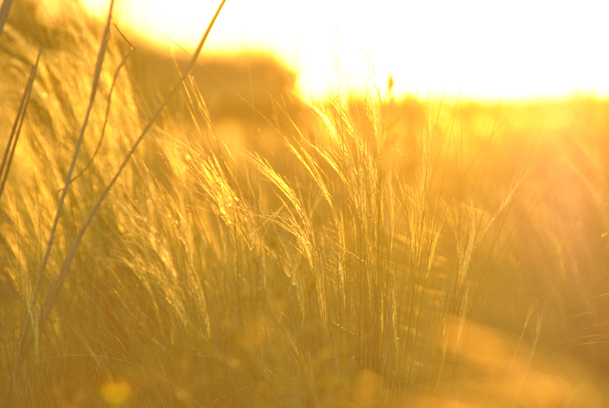 Nikon D3000 sample photo. Campo argentina photography