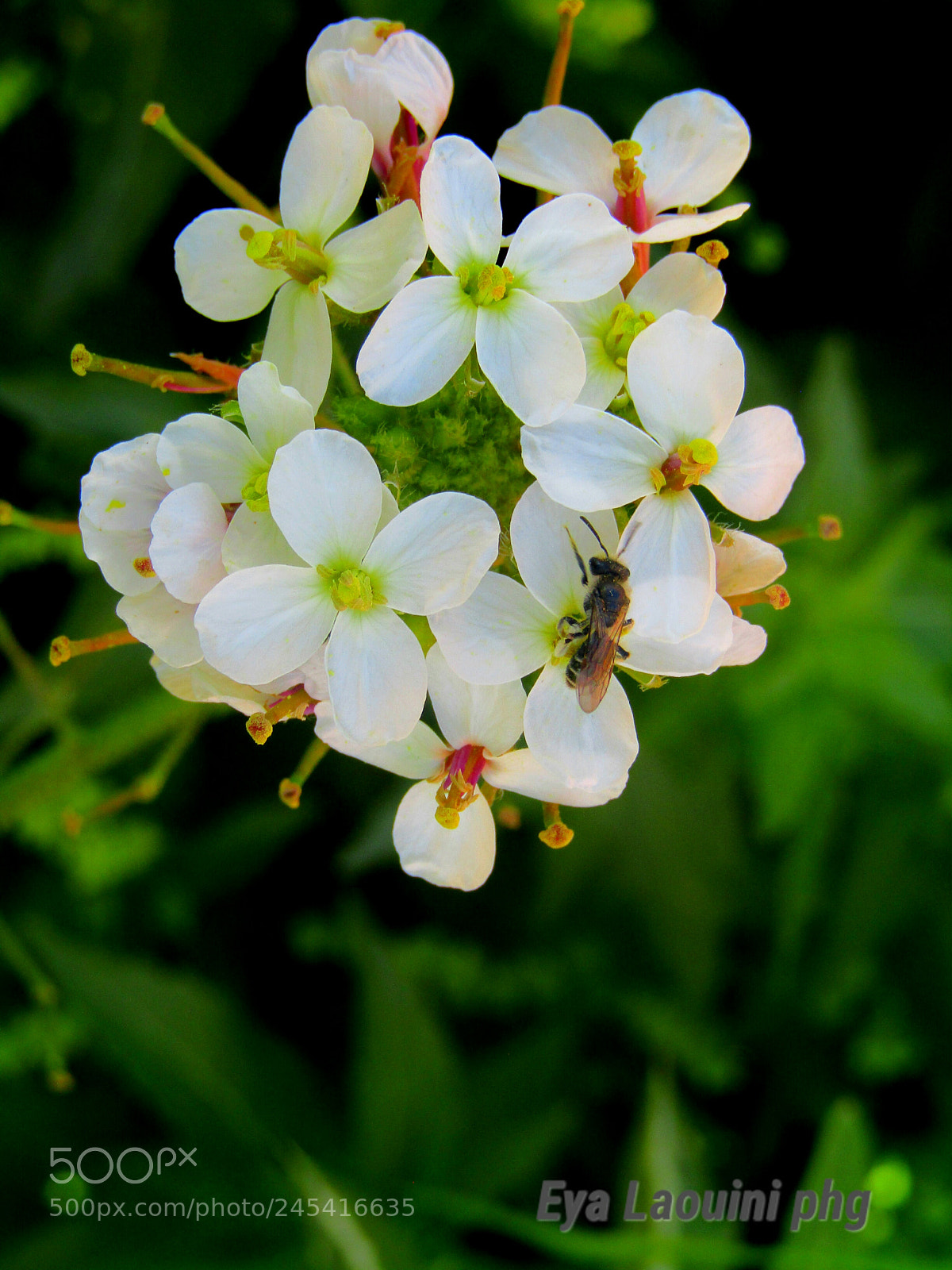 Canon PowerShot SX410 IS sample photo. Untitled photography