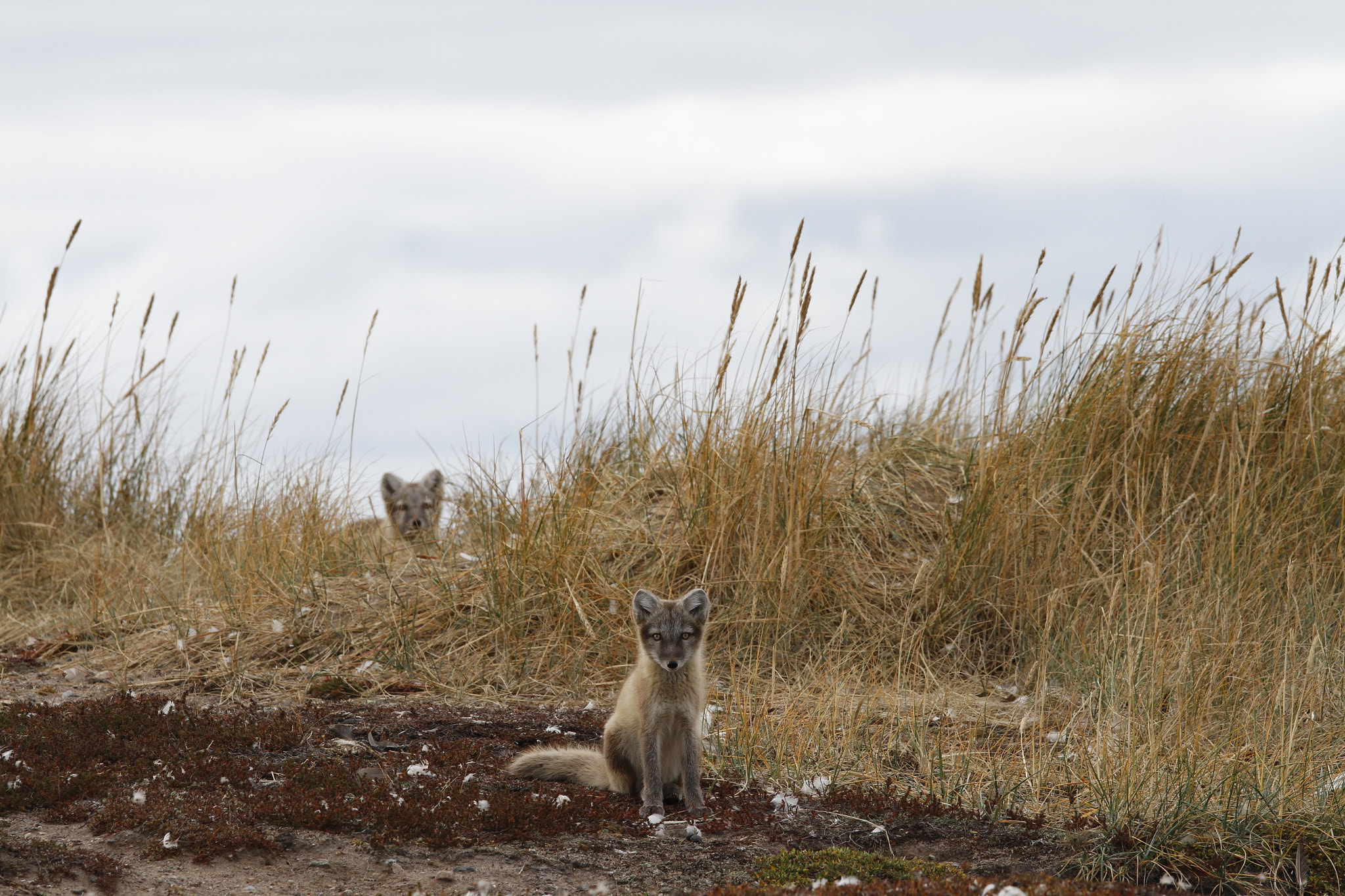 Canon EF 300mm F2.8L IS USM sample photo. Two young arctic foxes, vulpes lagopus, in fall colours with one hiding behind grass, near their den photography