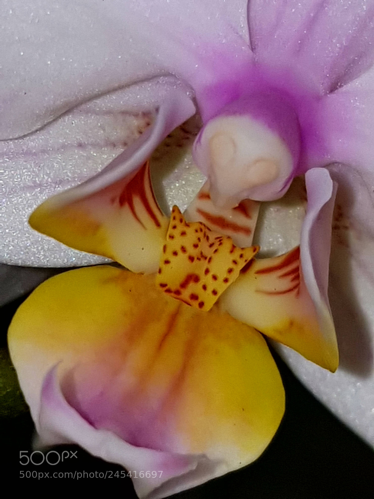 Samsung Galaxy S7 Edge sample photo. Flower     orchidee photography