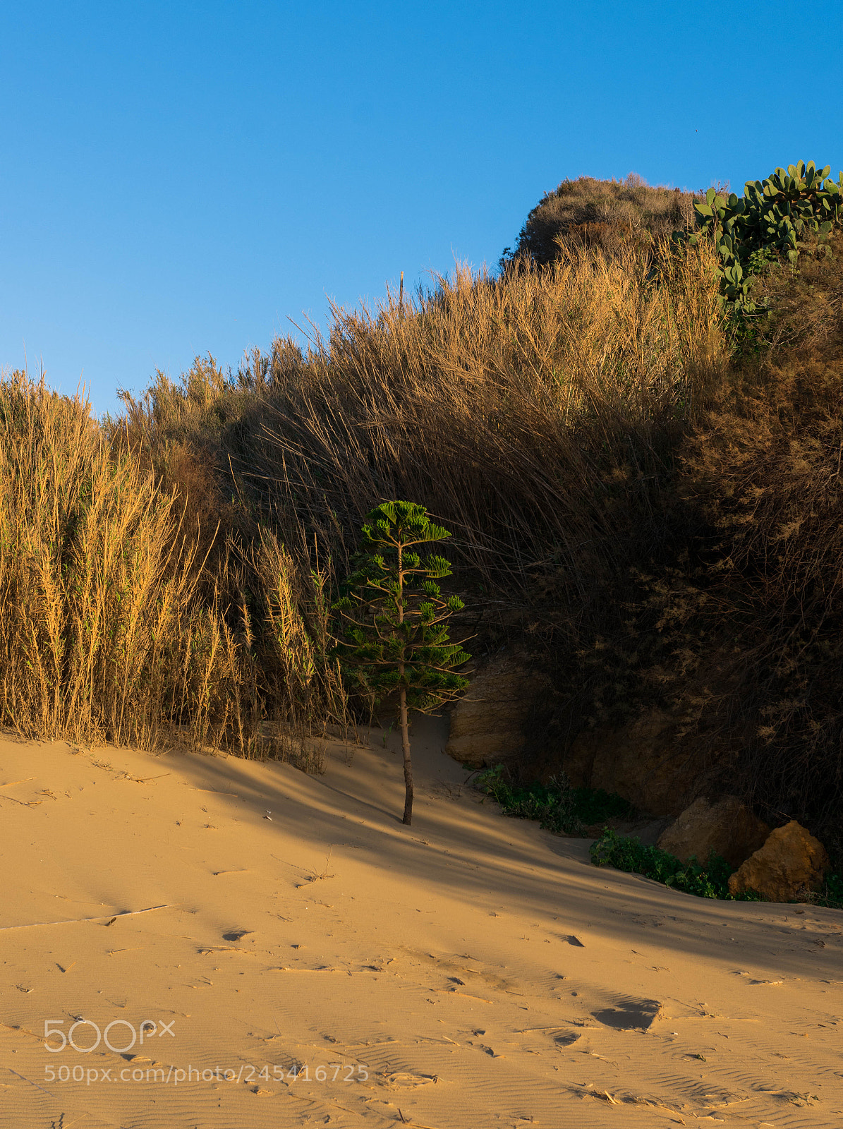 Nikon D3400 sample photo. Lone tree photography