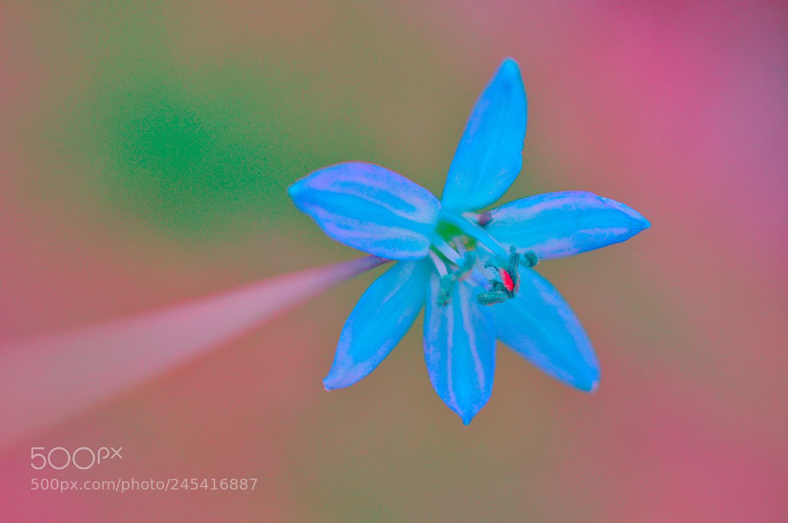 Nikon D5000 sample photo. Flower photography
