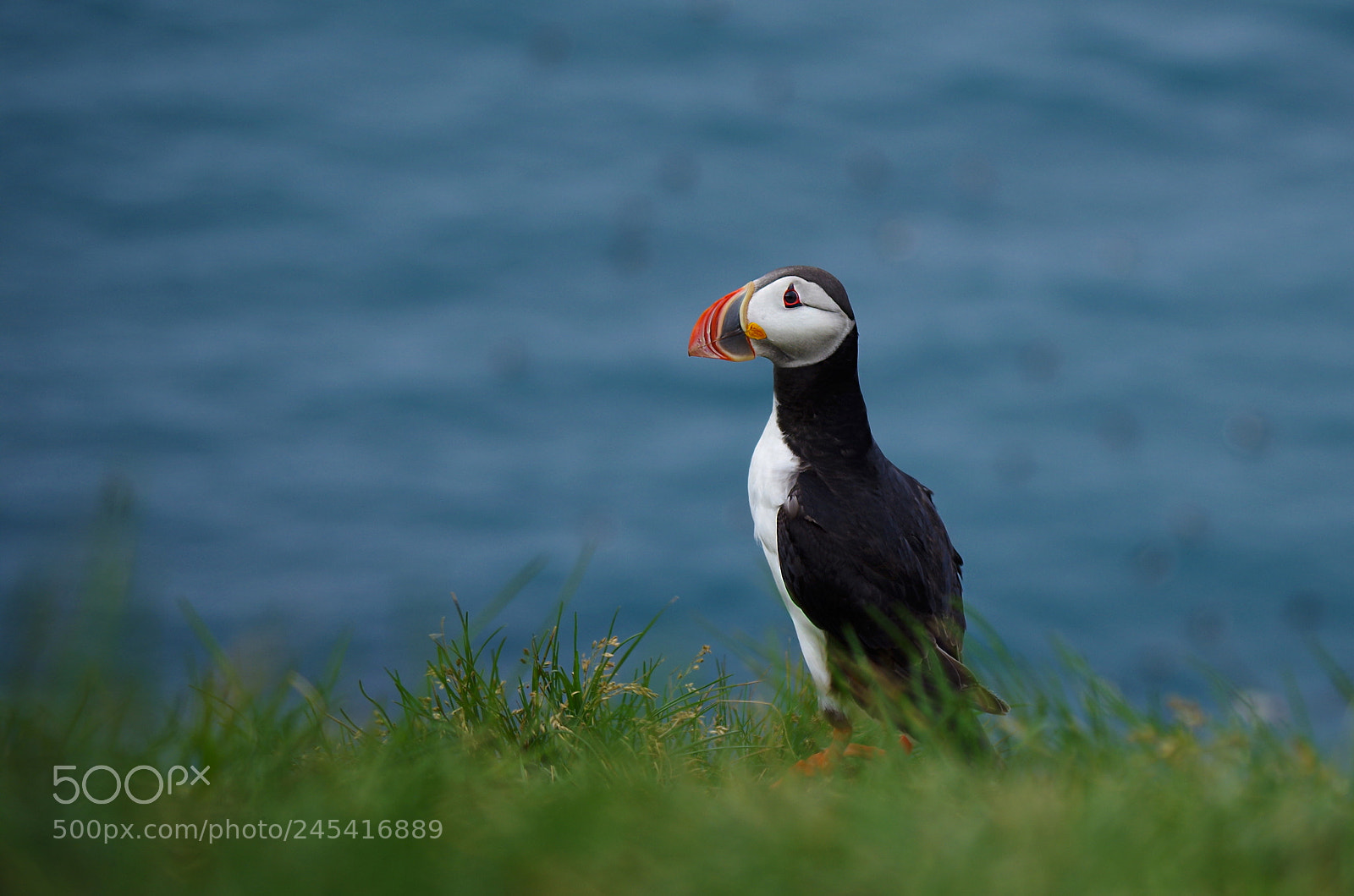 Pentax K-500 sample photo. Atlantic puffin on the photography