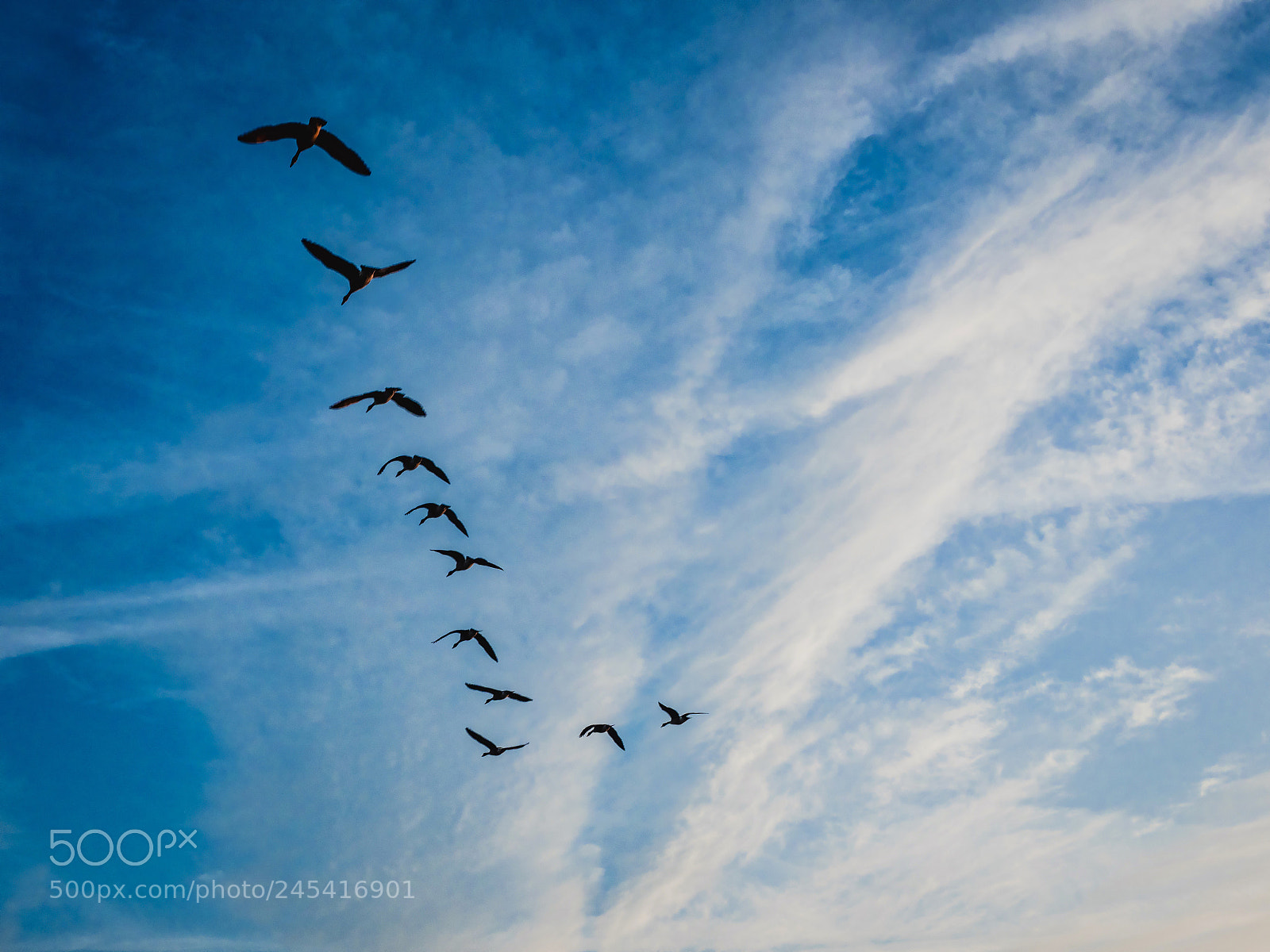 Olympus OM-D E-M1 Mark II sample photo. Flying geese photography
