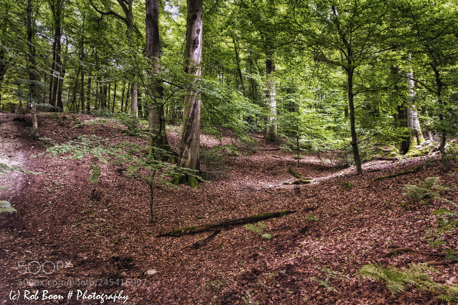 Canon EOS 5DS sample photo. Friendly forest (aachener wald) photography