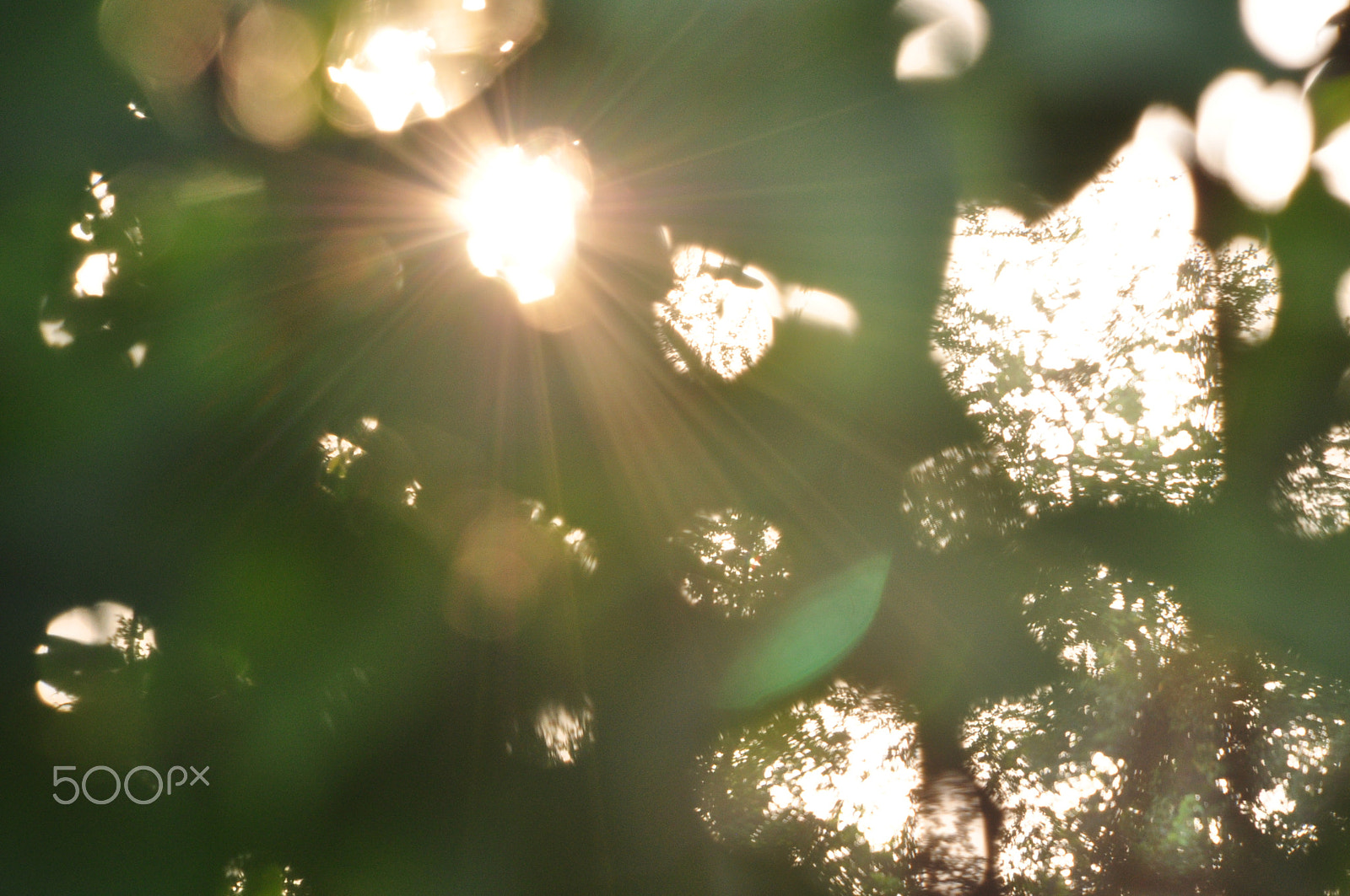 Nikon D90 sample photo. Sun light coming through the tree. photography
