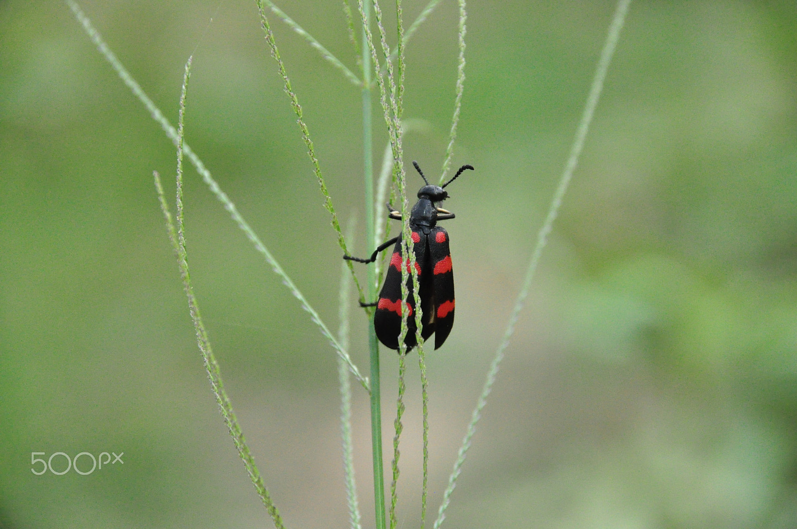 Nikon D90 sample photo. A bug photography