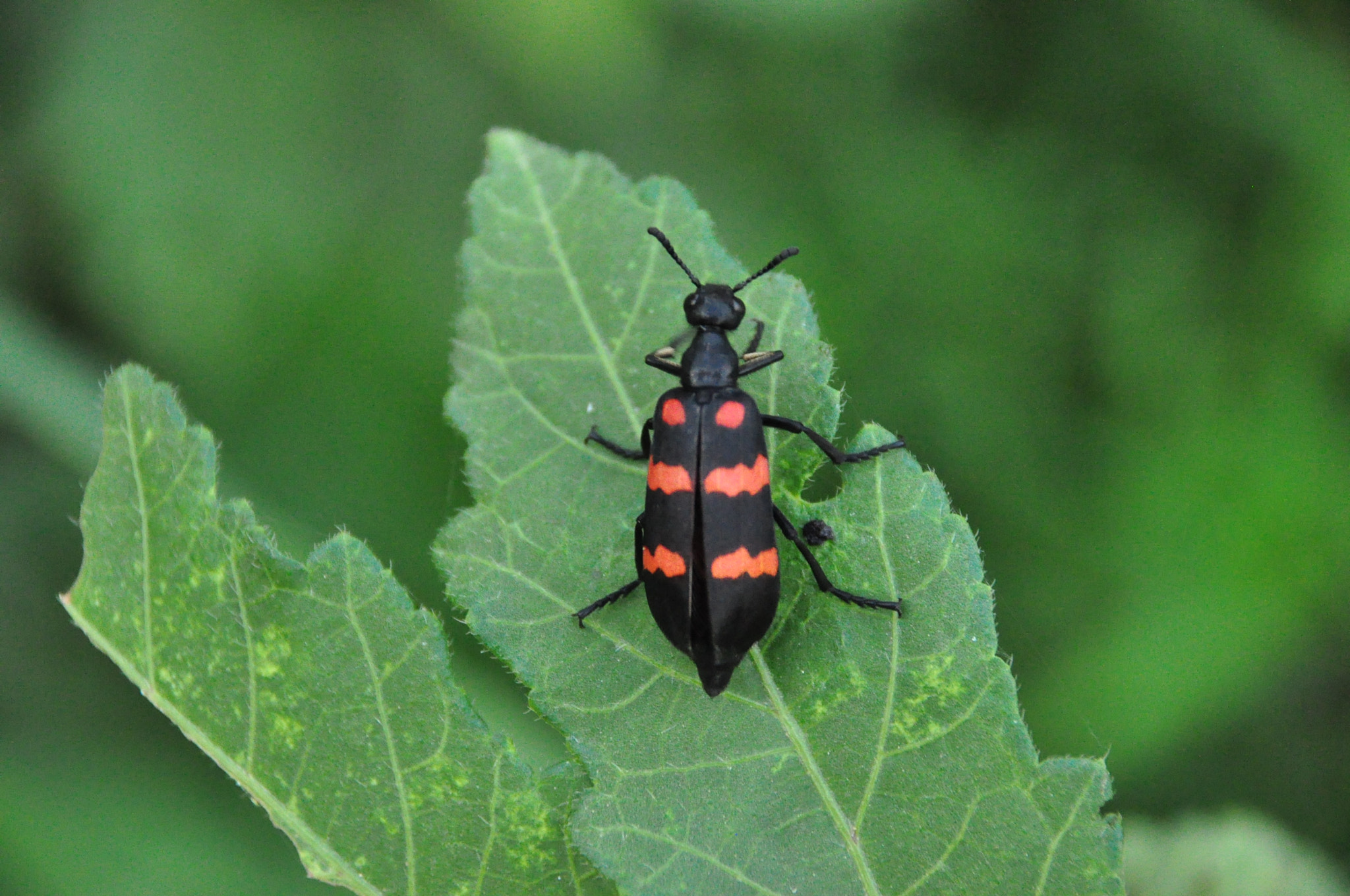 Nikon D90 sample photo. A bug's life on a plant photography