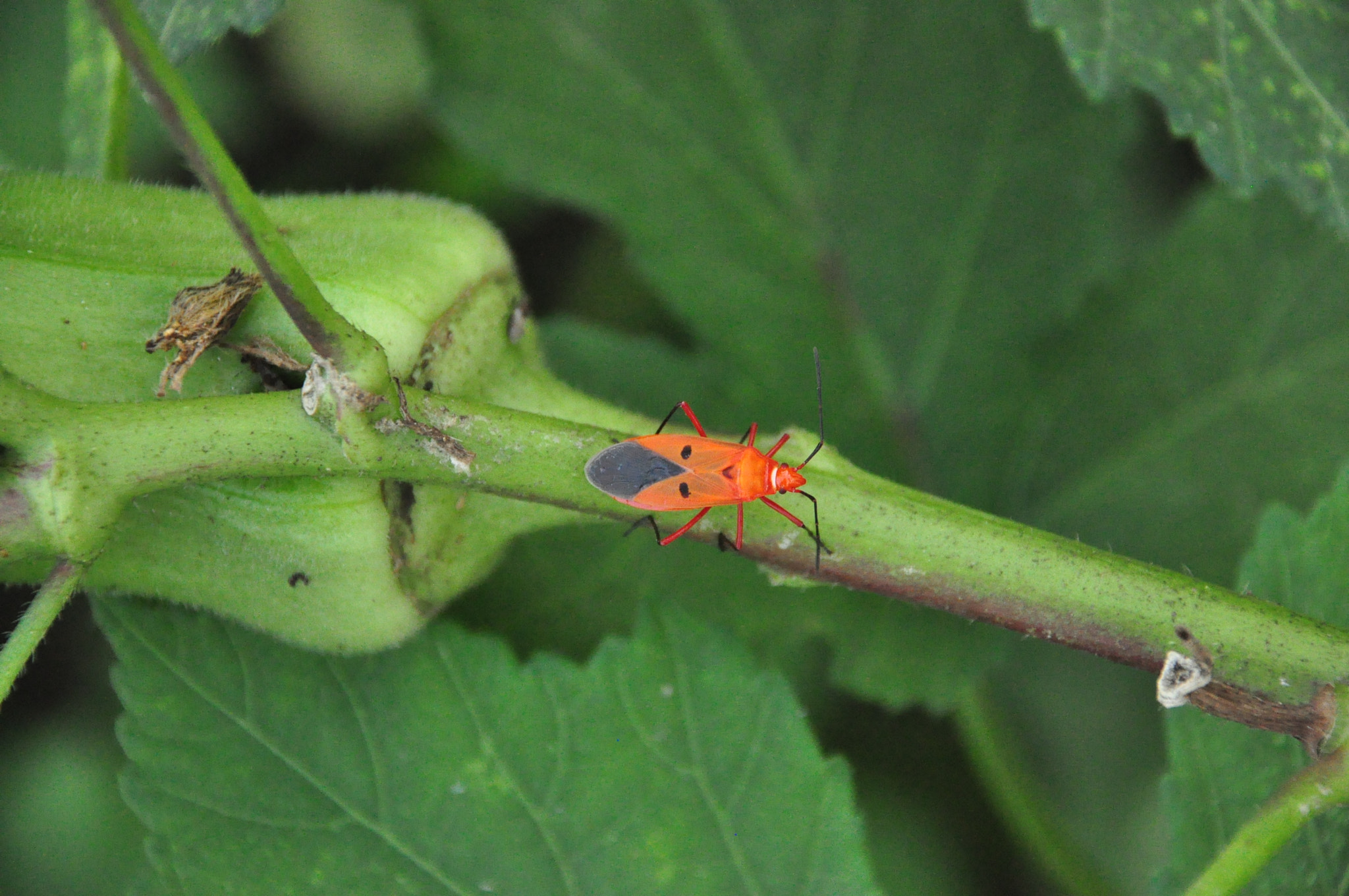 Nikon D90 sample photo. Dysdercus cingulatus photography