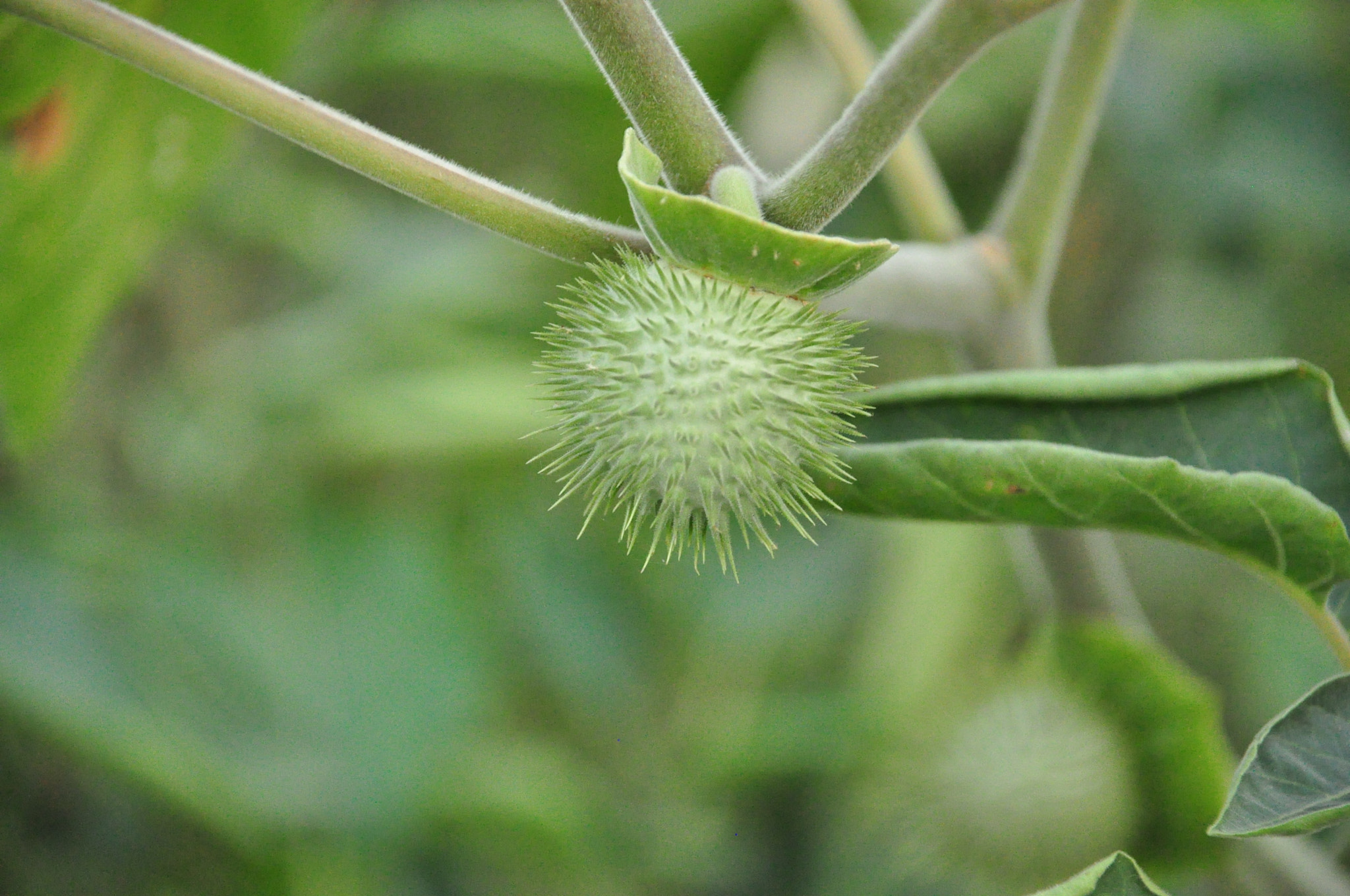 Nikon D90 sample photo. Devil's trumpets fruit photography