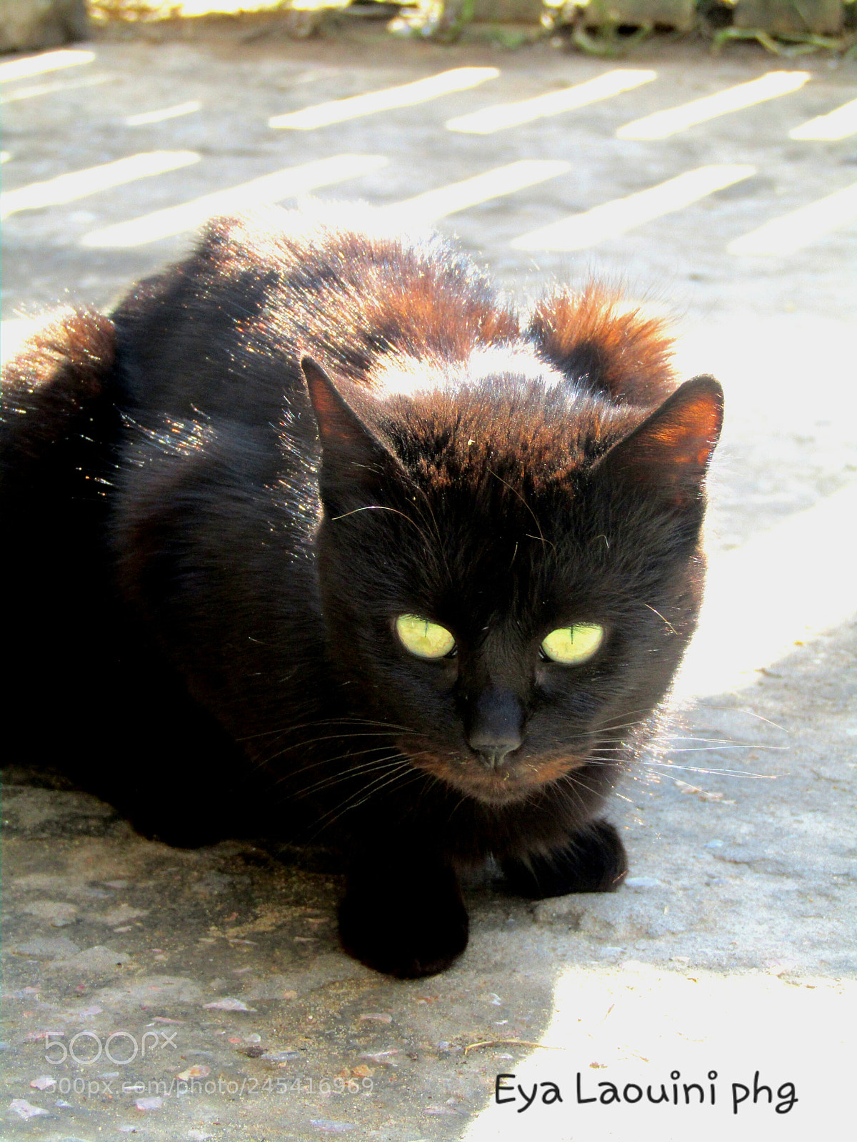 Canon PowerShot SX410 IS sample photo. Untitled photography