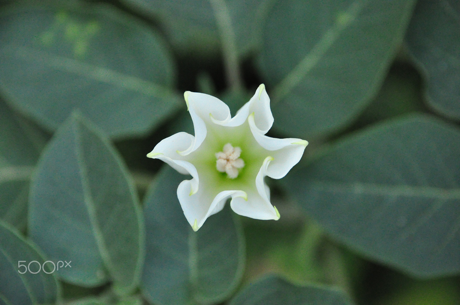 Nikon D90 sample photo. Jimsonweed flower photography