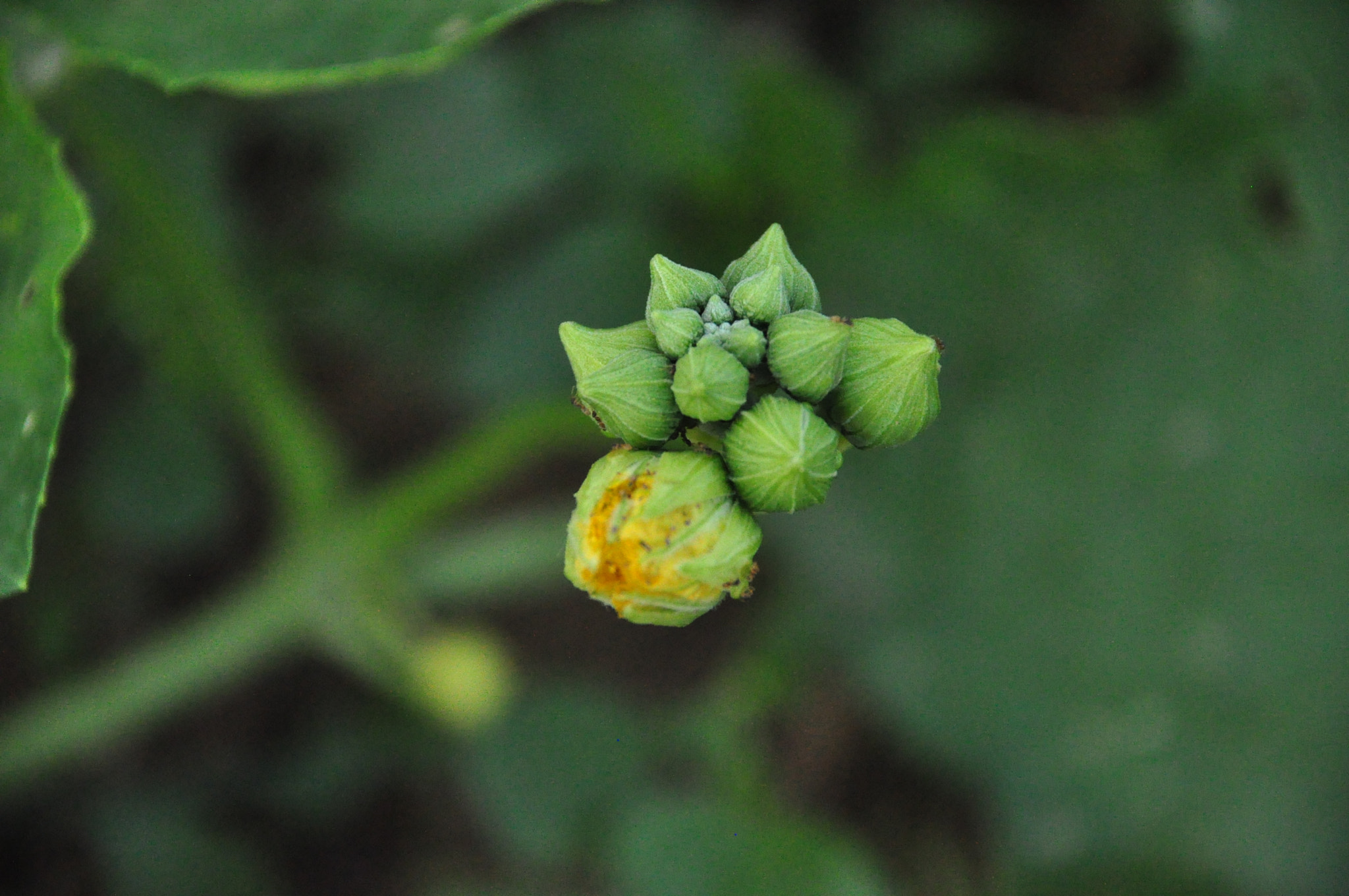 Nikon D90 sample photo. Ridged gourd flower photography