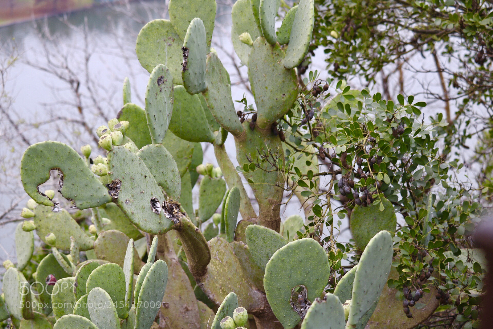 Canon EOS 750D (EOS Rebel T6i / EOS Kiss X8i) sample photo. Cacti photography