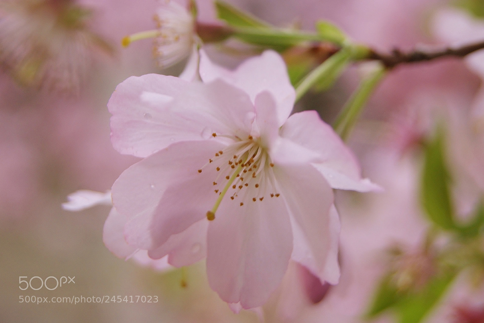 Sony Alpha DSLR-A380 sample photo. Cherry blossom memory ...(5) photography
