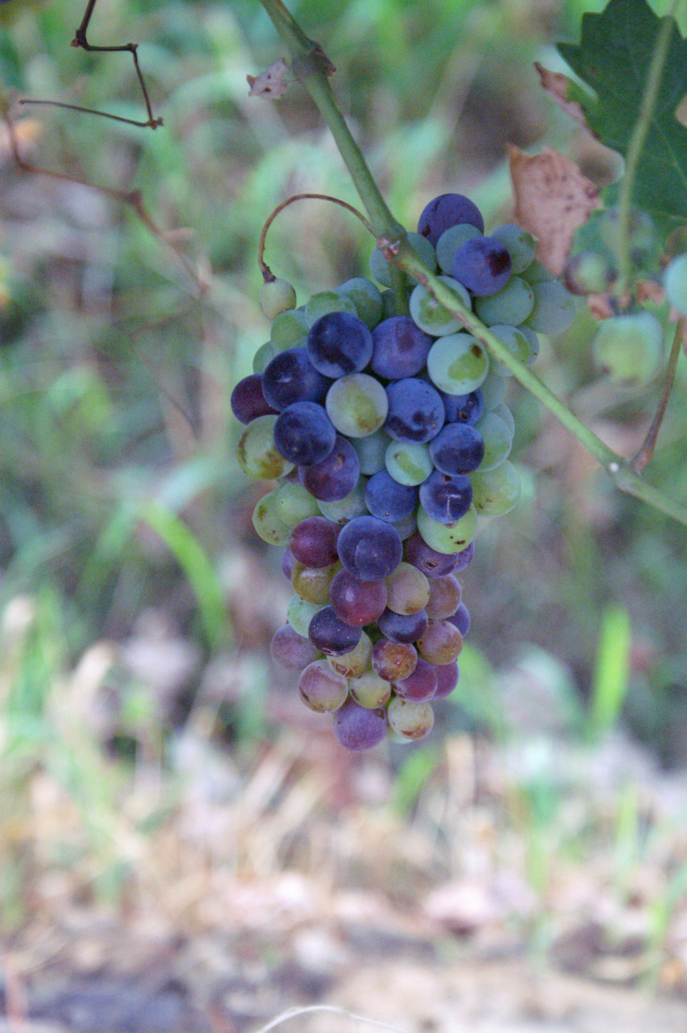KONICA MINOLTA MAXXUM 5D sample photo. Cluster of grapes photography