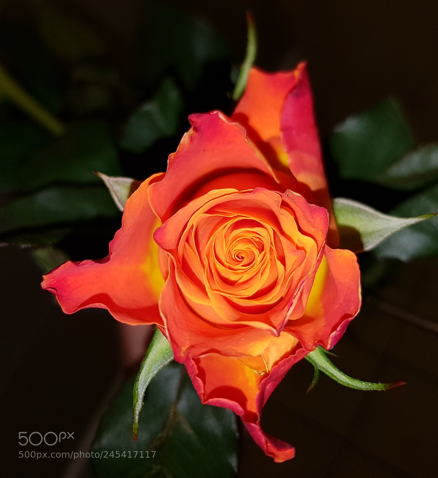 Samsung Galaxy S7 Edge sample photo. Rosa        rose photography