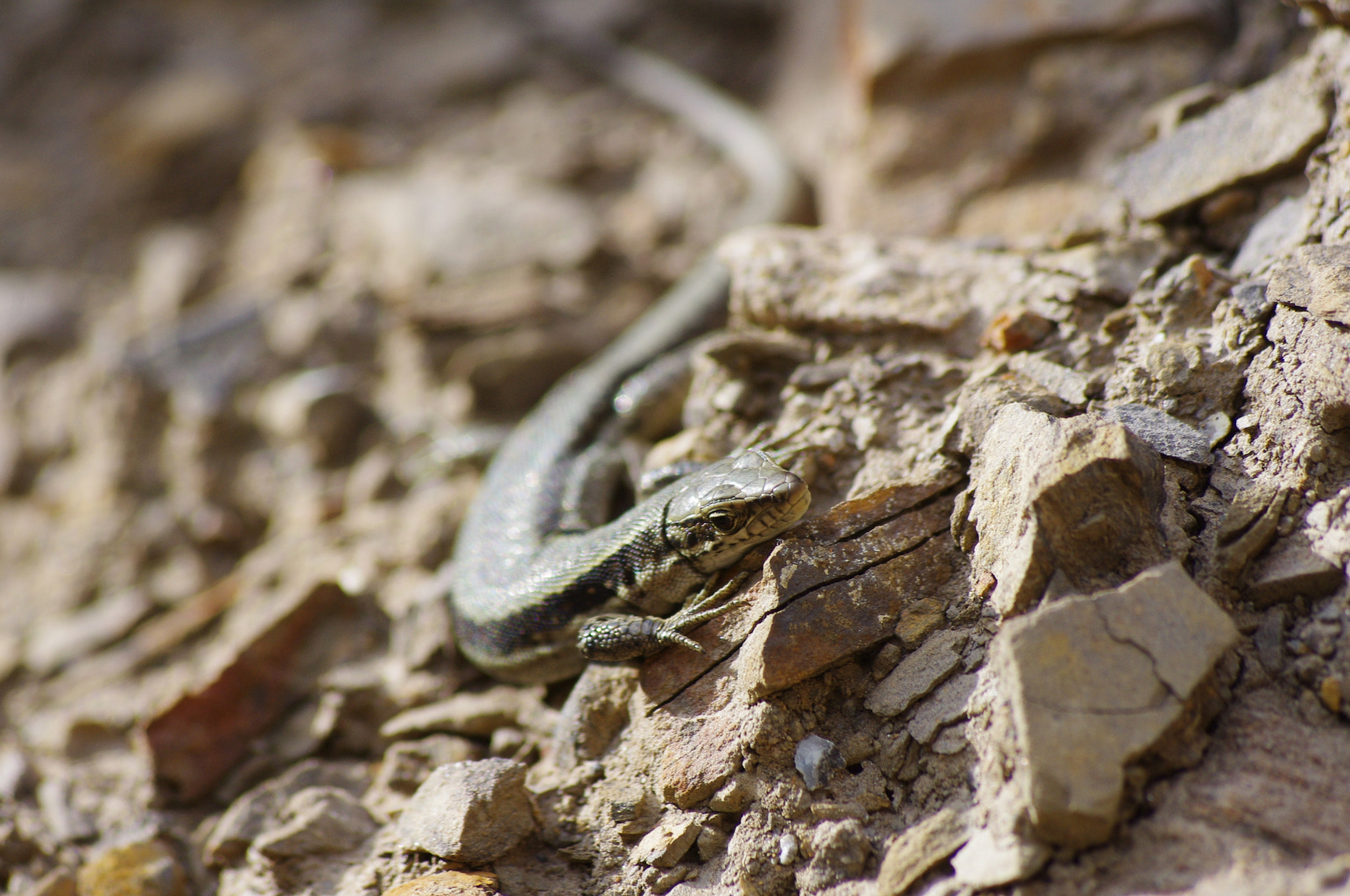 smc PENTAX-DA L 55-300mm F4-5.8 ED sample photo. Darevskia saxicola photography