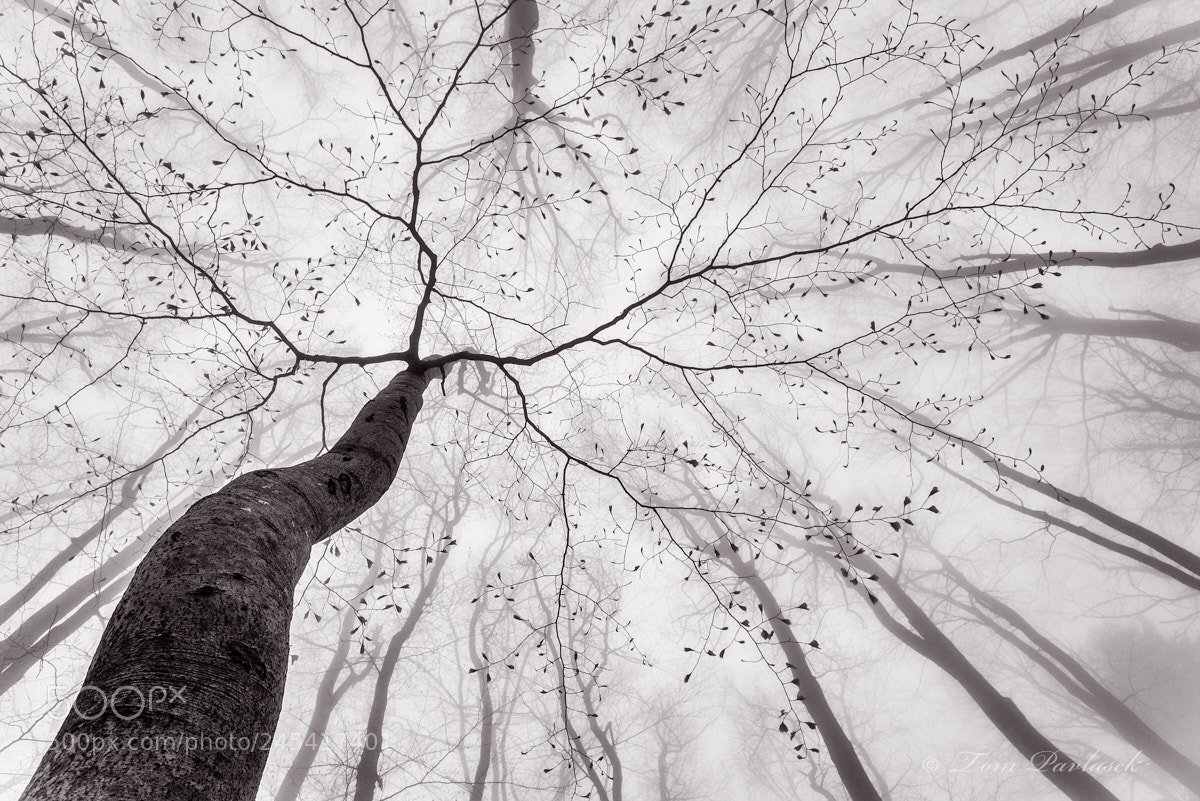 Nikon D600 sample photo. Spring tree crown photography