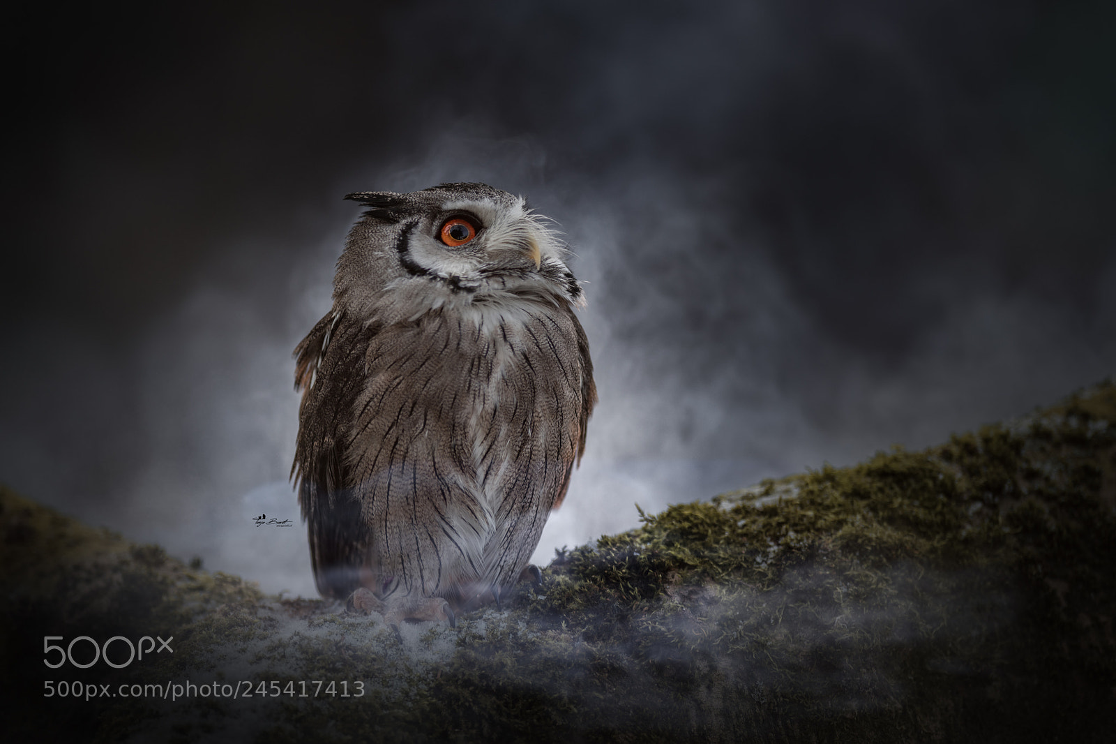 Nikon D850 sample photo. The fog photography