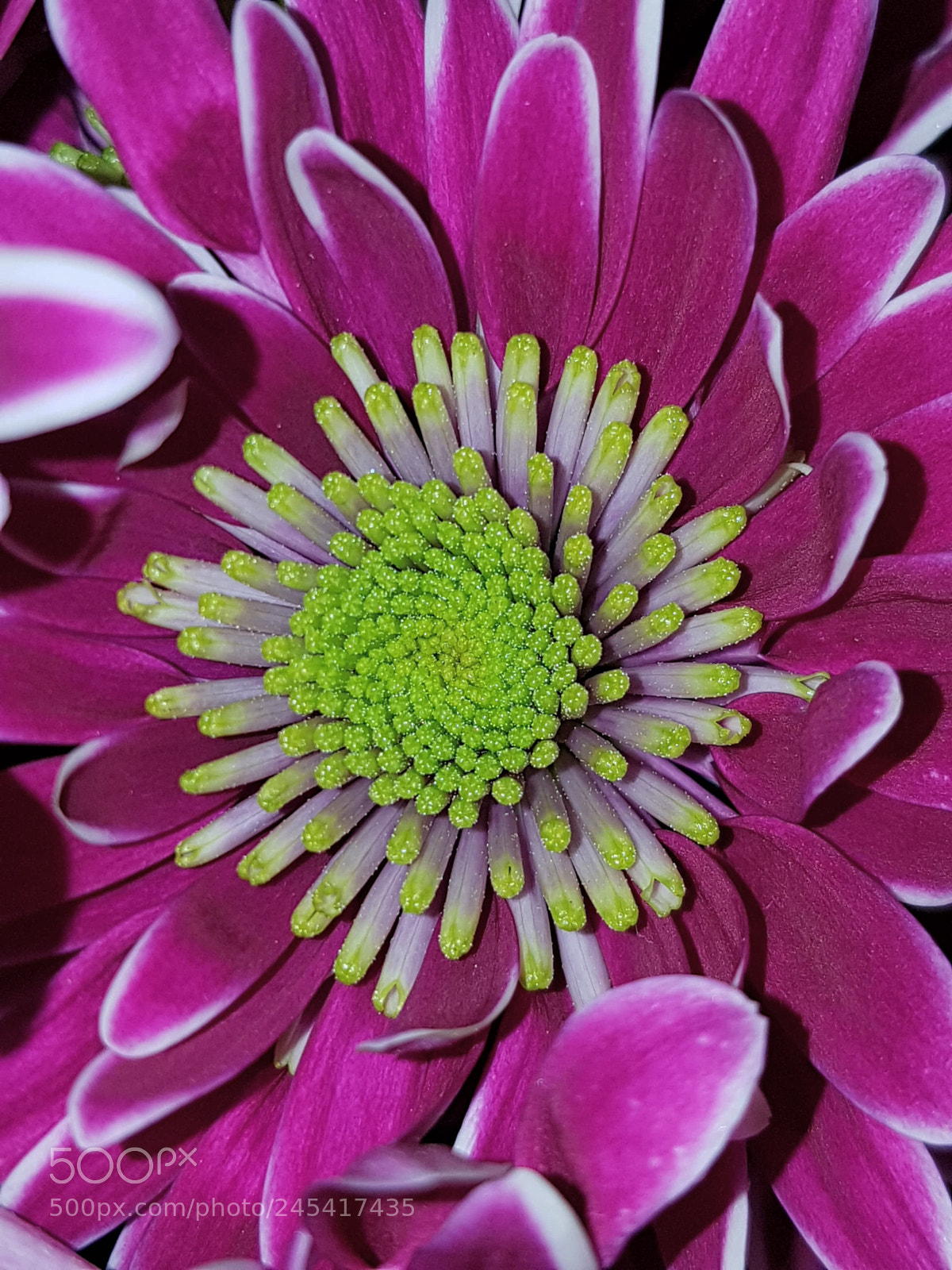 Samsung Galaxy S7 Edge sample photo. Dahlia         dahlie photography