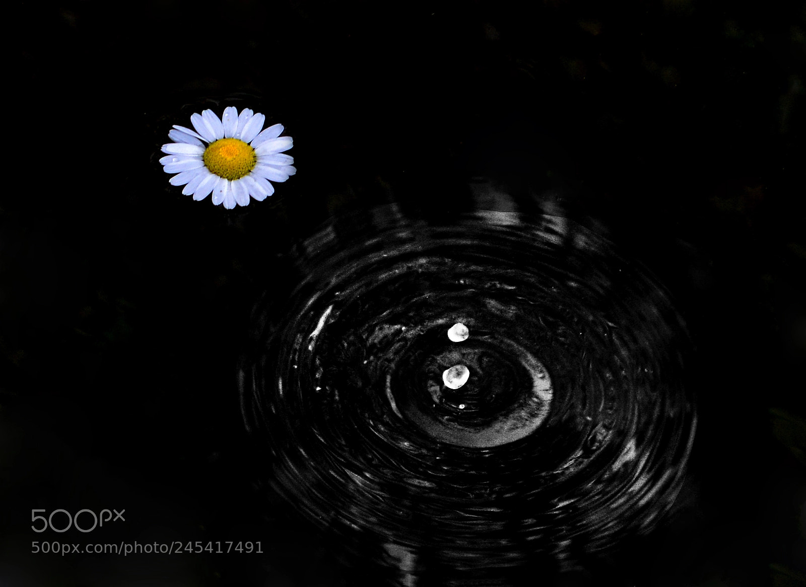 Nikon D7100 sample photo. Papatya bnw photography