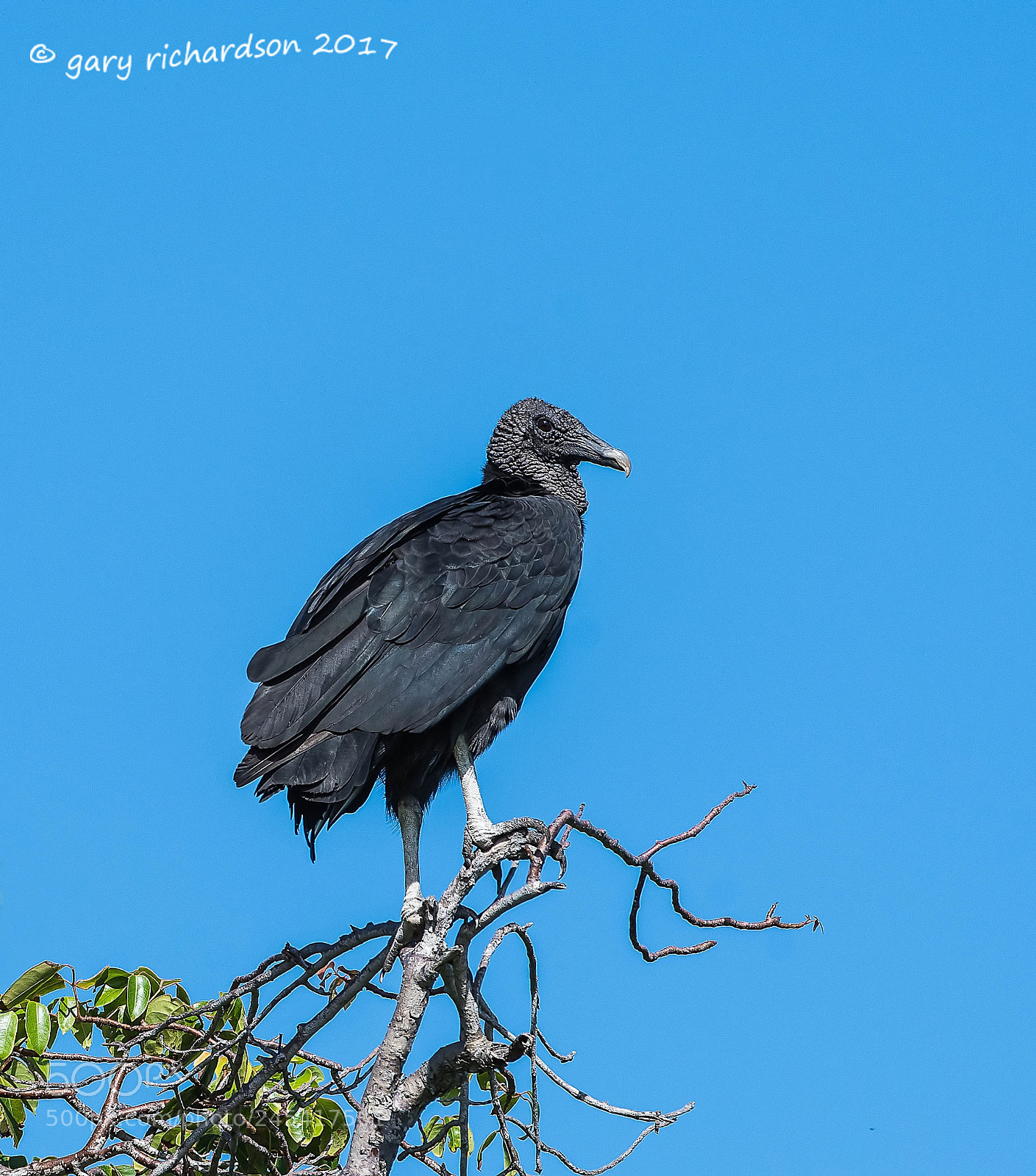 Nikon D500 sample photo. Black vulture mexico photography