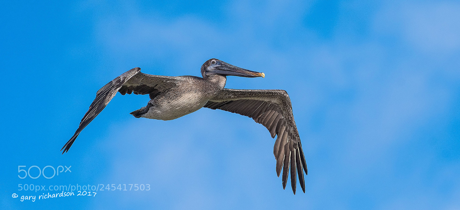 Nikon D500 sample photo. Brown pelican mexico () photography
