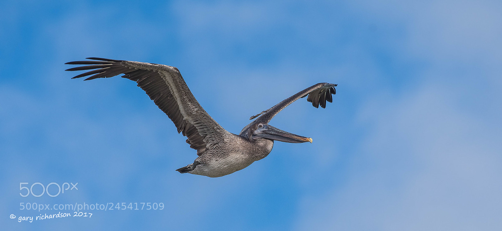 Nikon D500 sample photo. Brown pelican mexico () photography