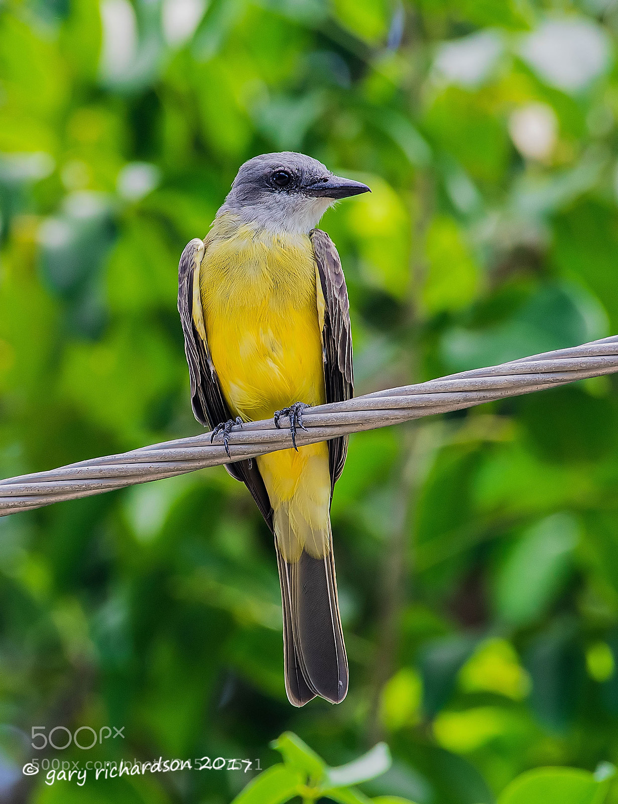 Nikon D500 sample photo. Couch's kingbird mexico photography