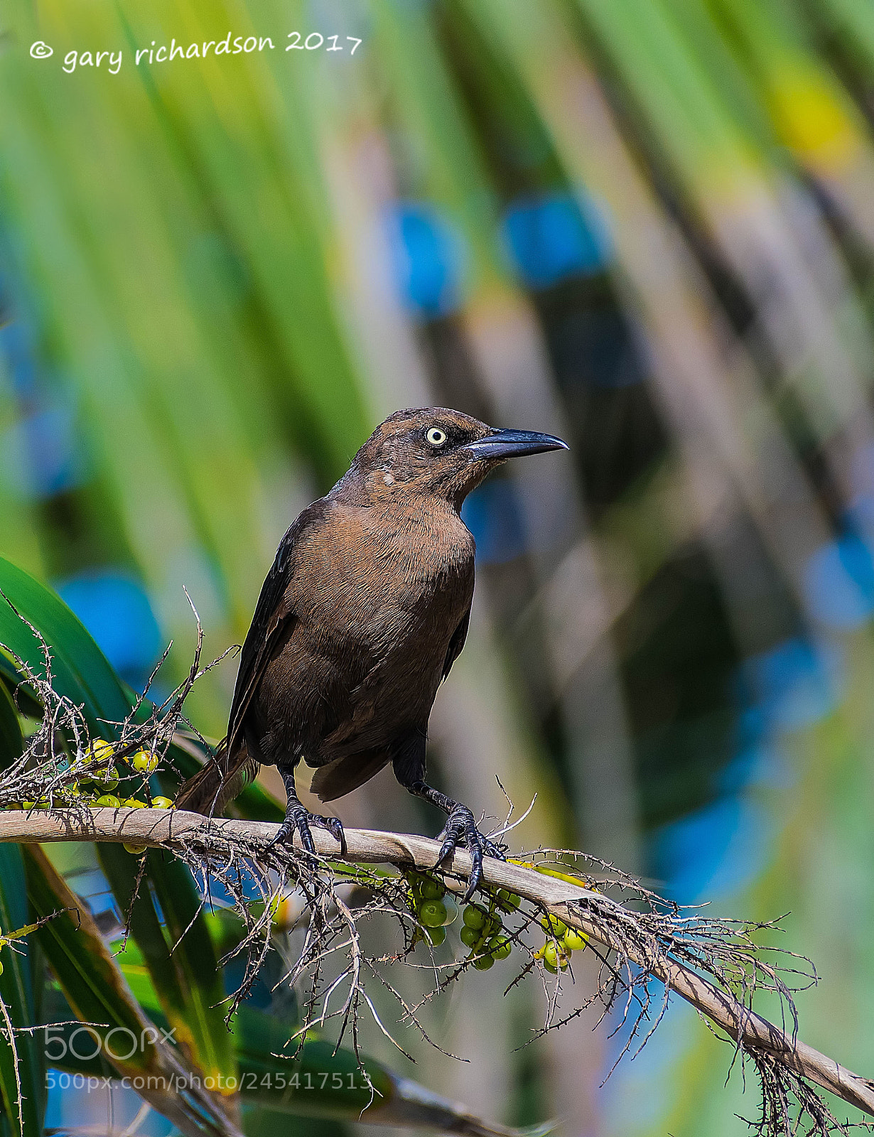 Nikon D500 sample photo. Great tailed grackle mexico photography