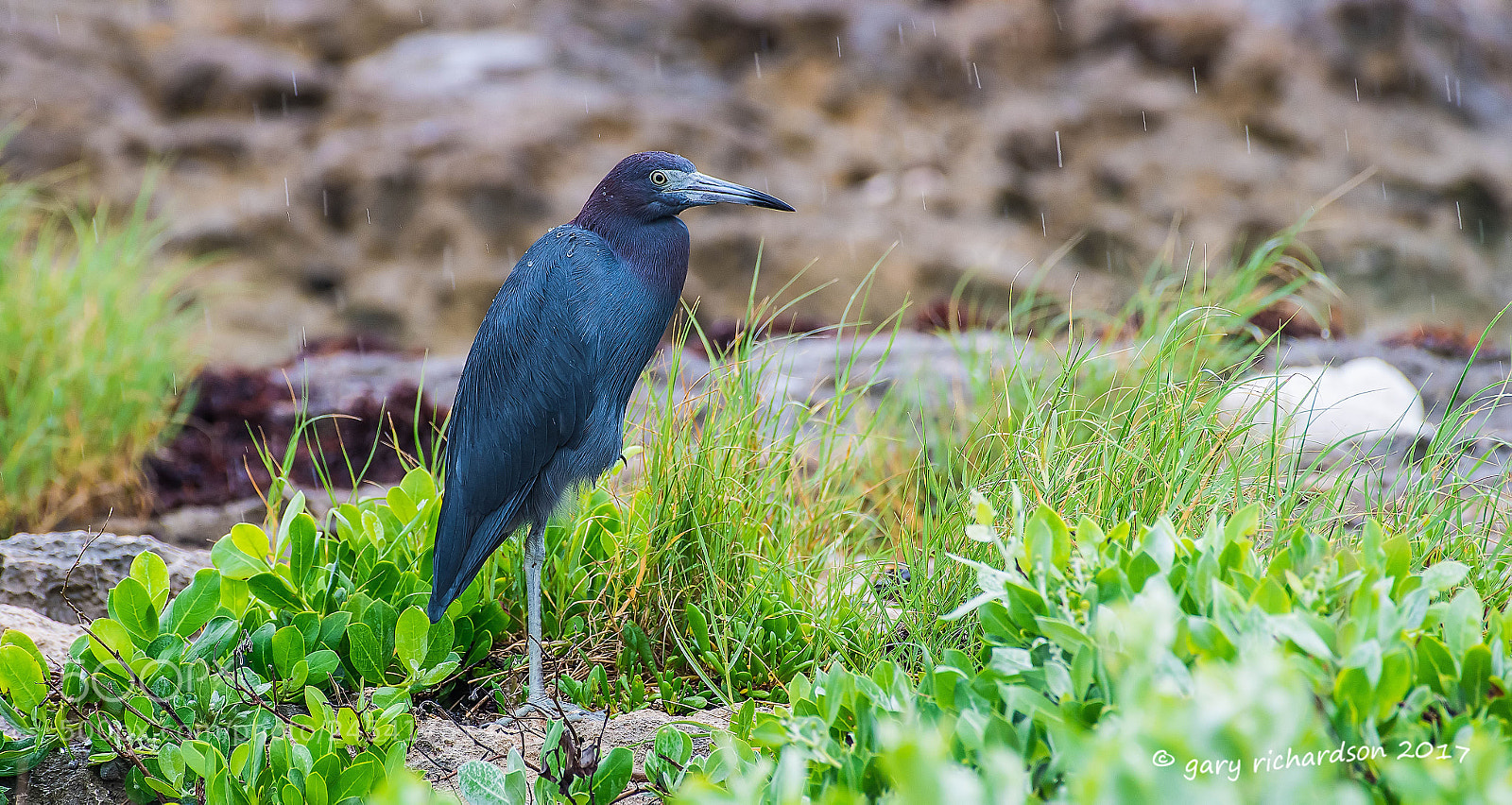 Nikon D500 sample photo. Little blue heron mexico () photography