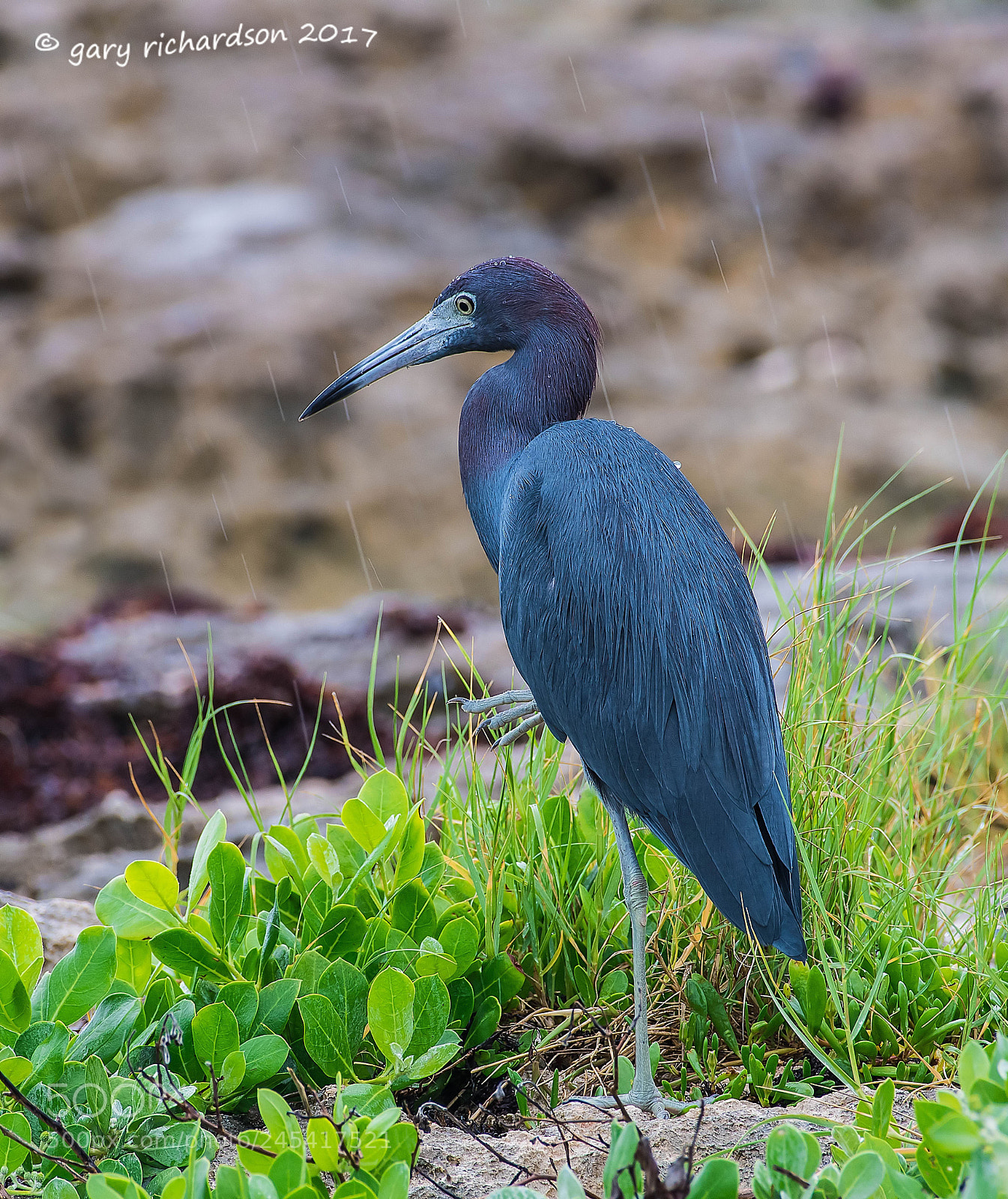 Nikon D500 sample photo. Little blue heron mexico () photography