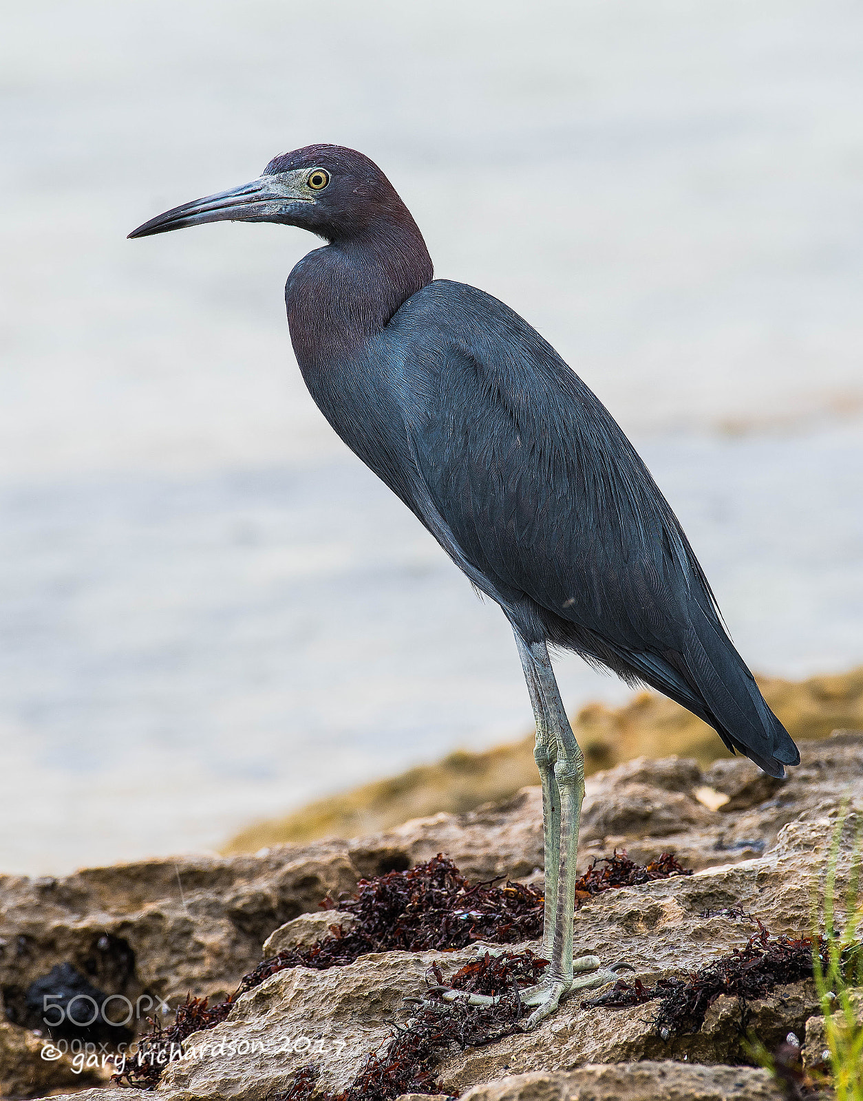 Nikon D500 sample photo. Little blue heron mexico () photography