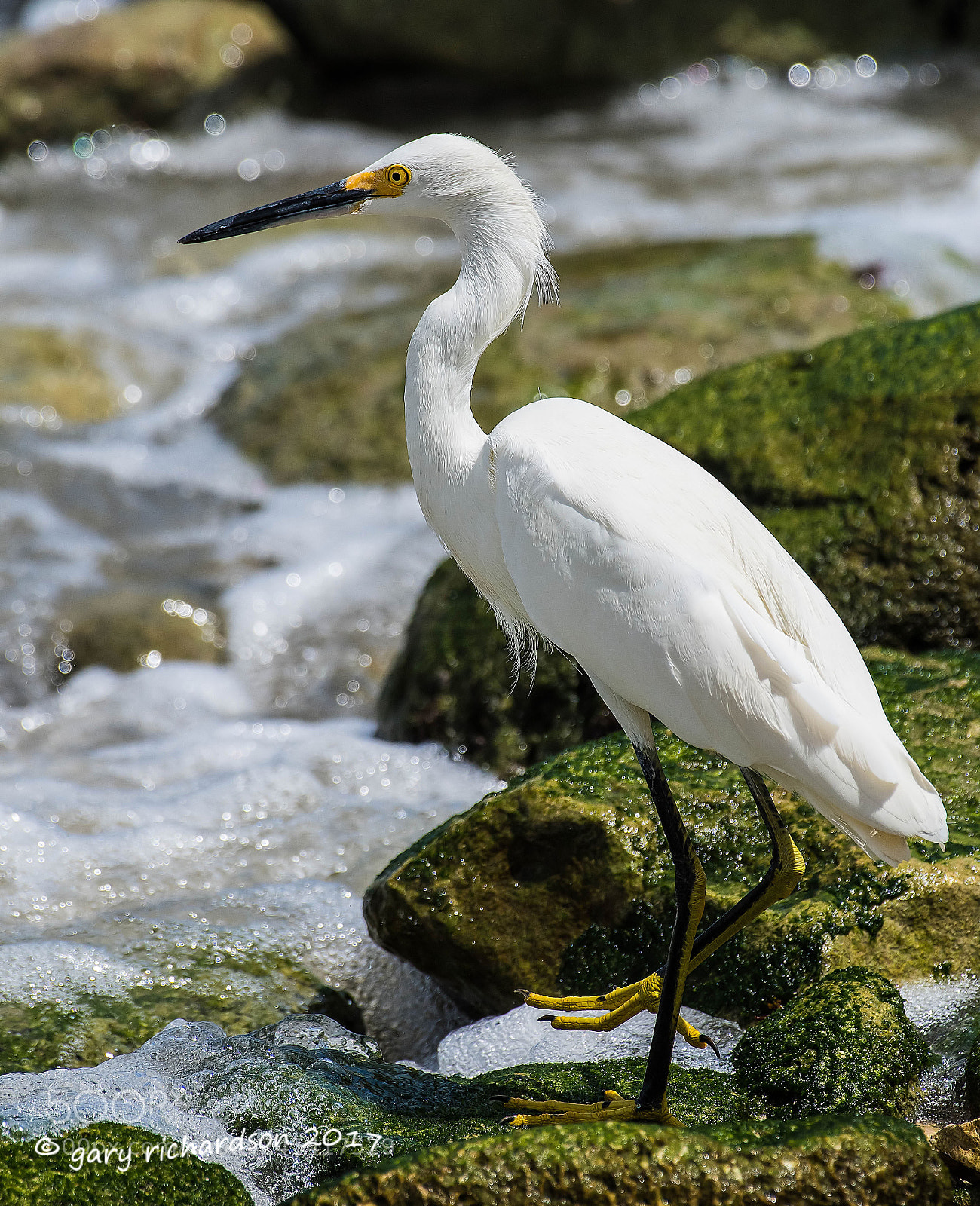 Nikon D500 sample photo. Snowy egret mexico () photography