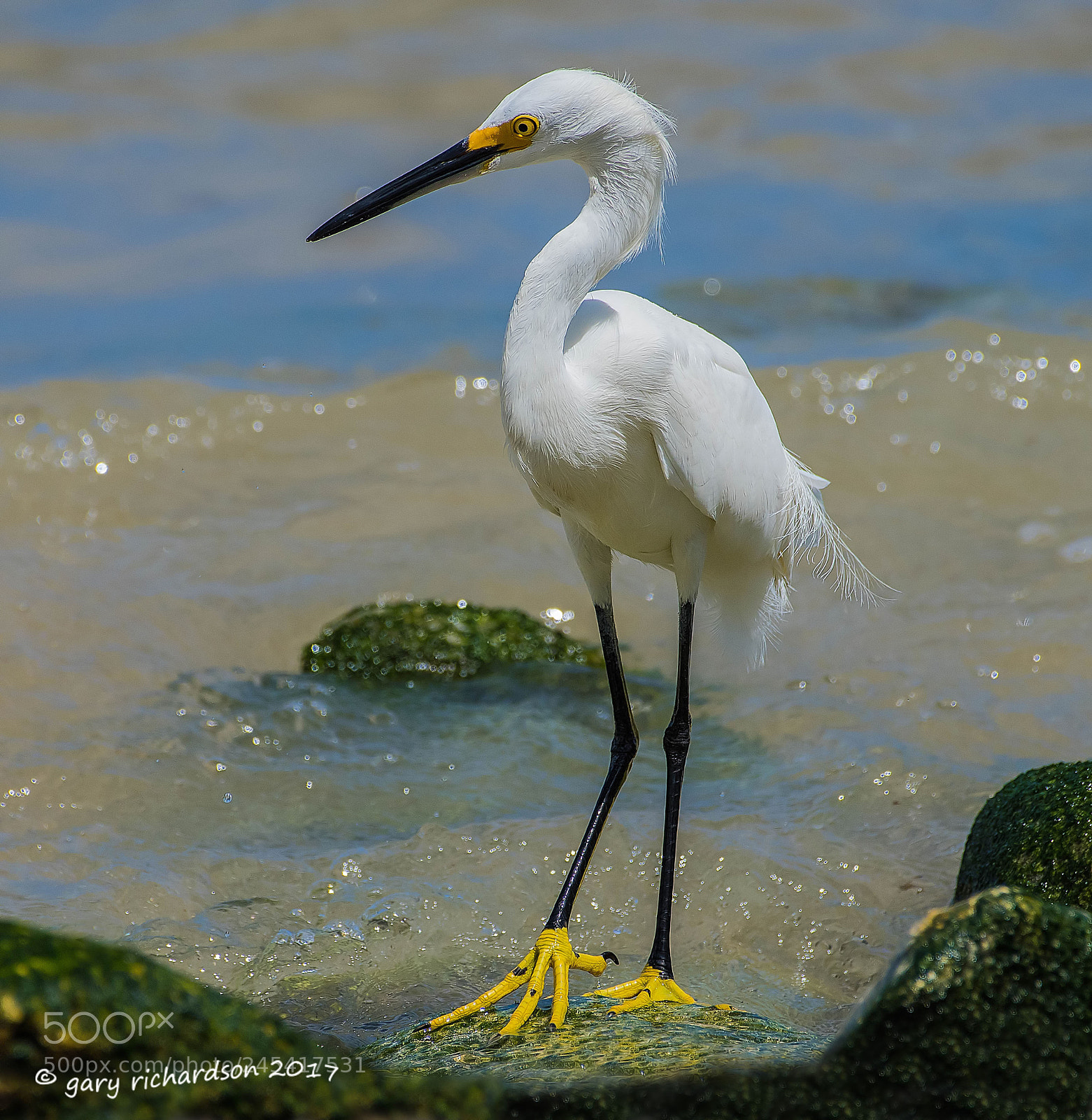 Nikon D500 sample photo. Snowy egret mexico () photography