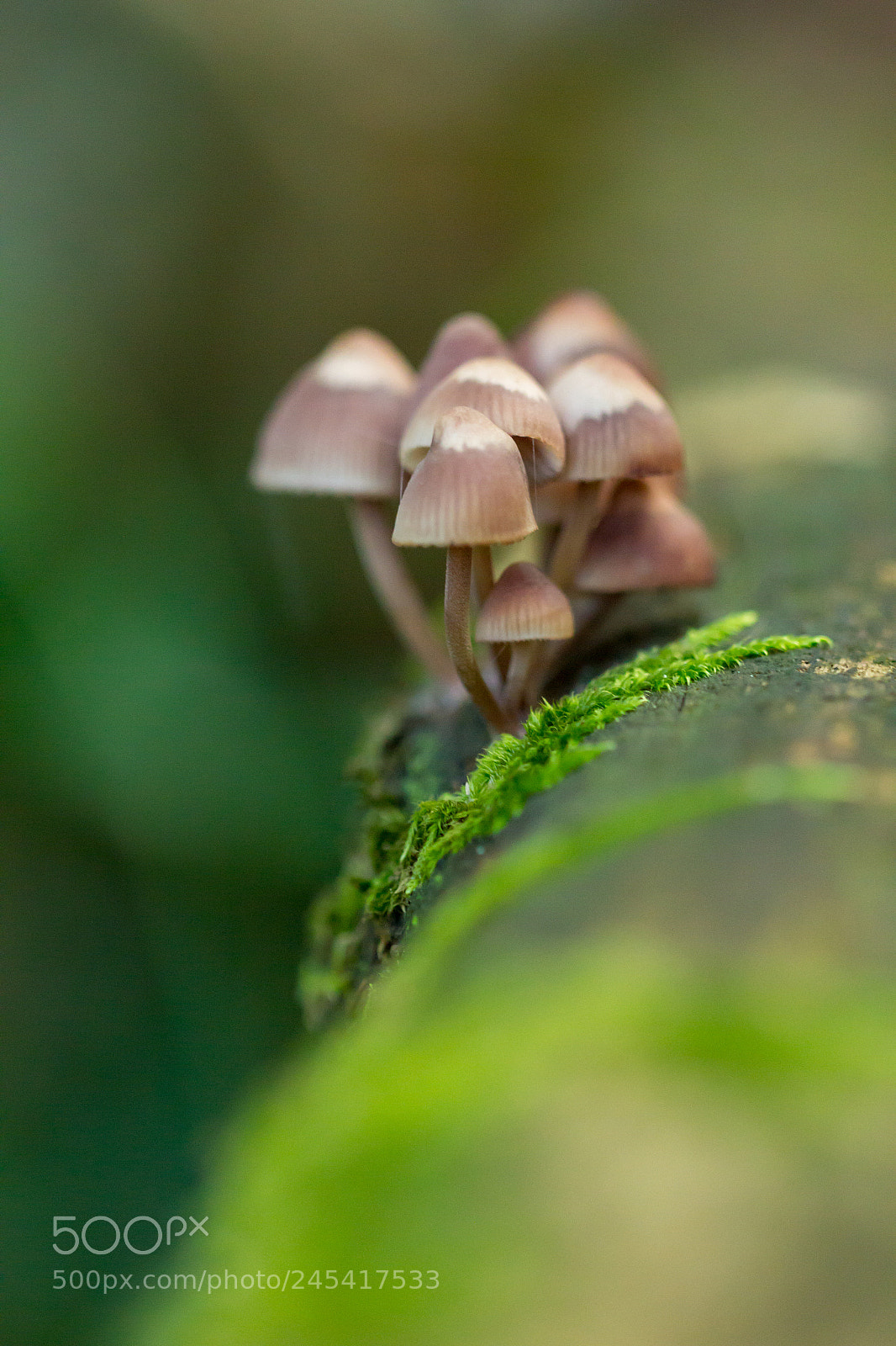 Canon EOS 60D sample photo. Drôles de chapeaux photography