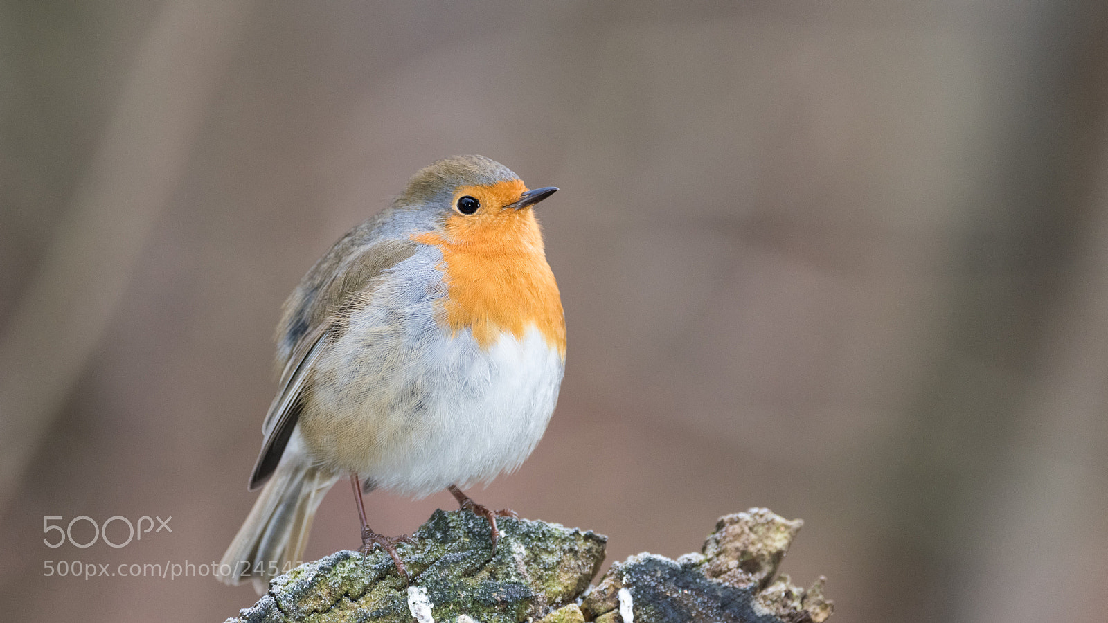 Nikon D810 sample photo. Rougegorge familier erithacus rubecula photography